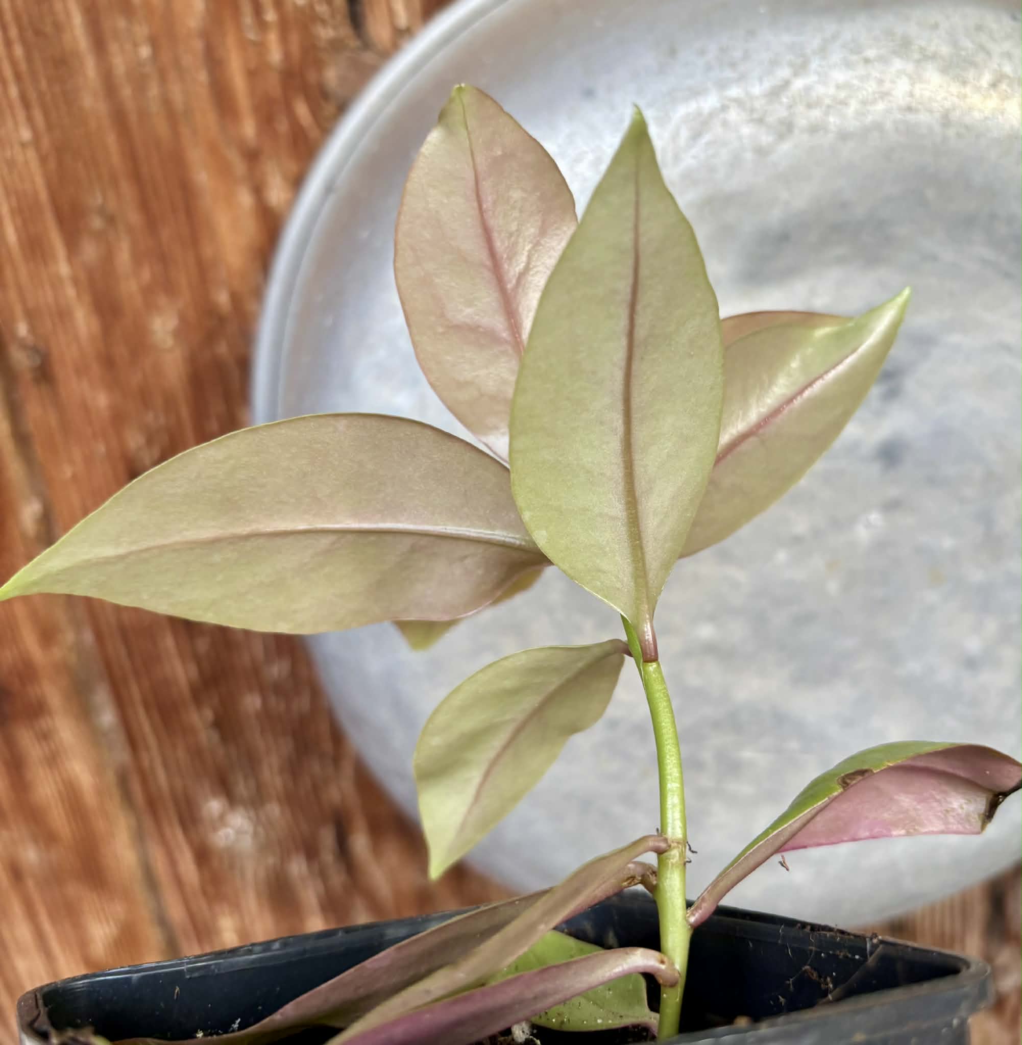 Pereskia aculeata var. godseffiana (Barbados Gooseberry) - 1 potted plant / 1 getopfte Pflanze