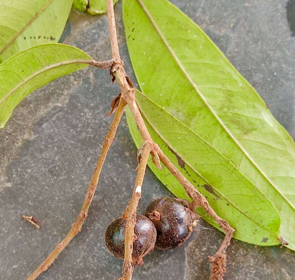 Myrcia sp Pendula -  1 germinated seed / 1 gekeimter Samen