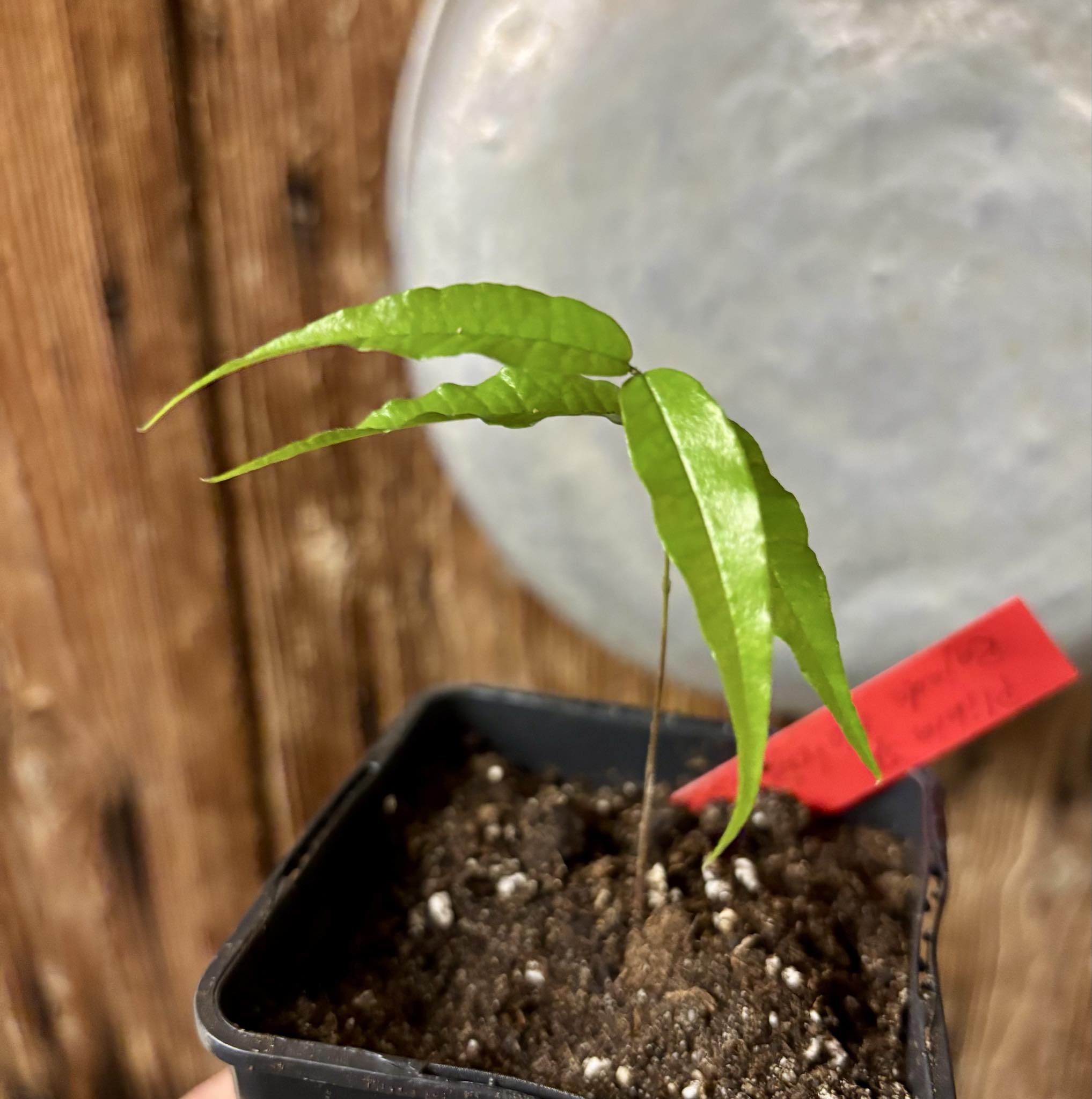 Plinia sp. Rajada Matriz 1 - 1 potted seedling / 1 getopfter Sämling