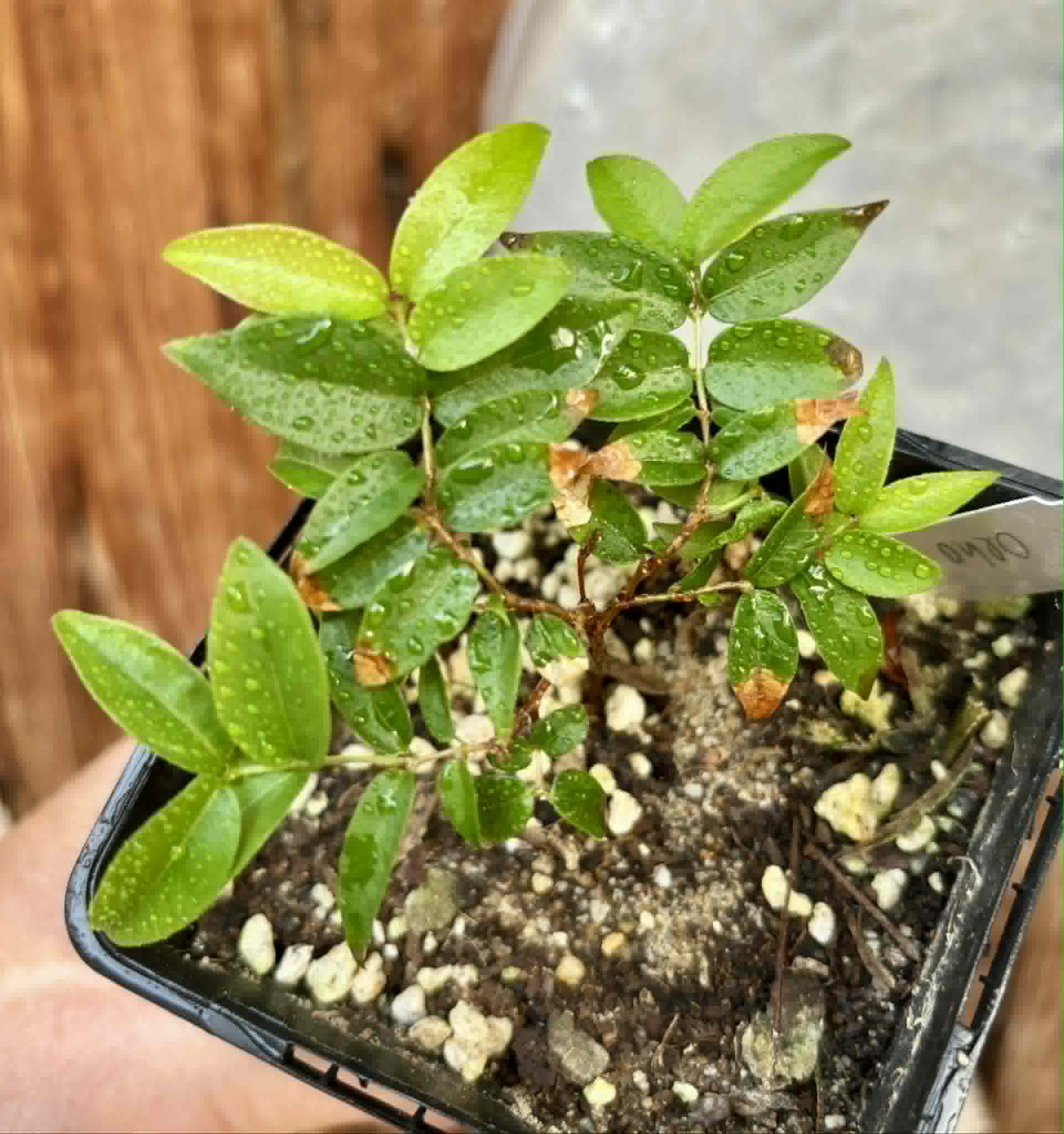 Plinia coronata var. Olho de Boi Seleção - 1 potted seedling / 1 getopfter Sämling