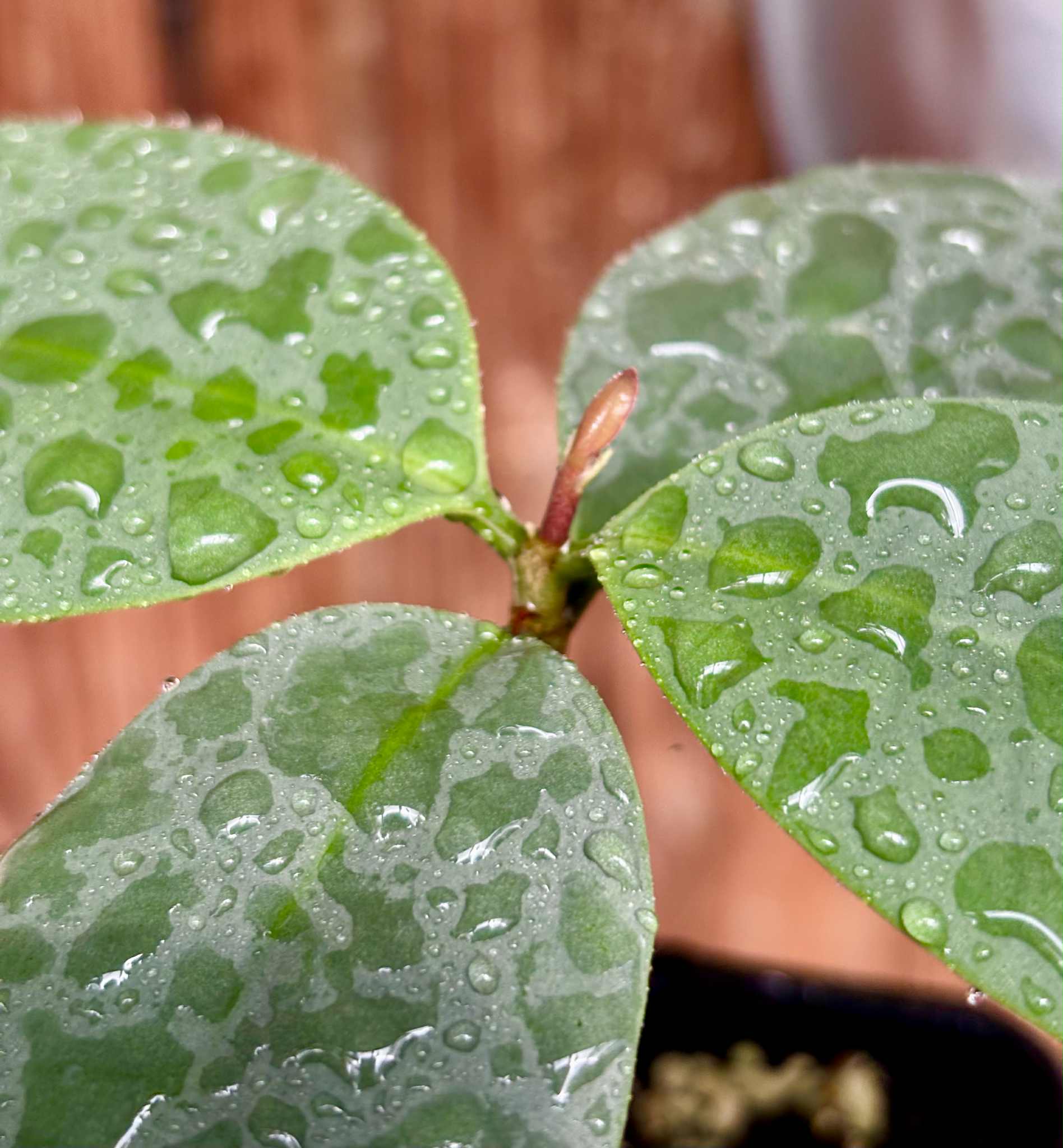 Eugenia sp Unana -  1 potted seedling / 1 getopfter Sämling