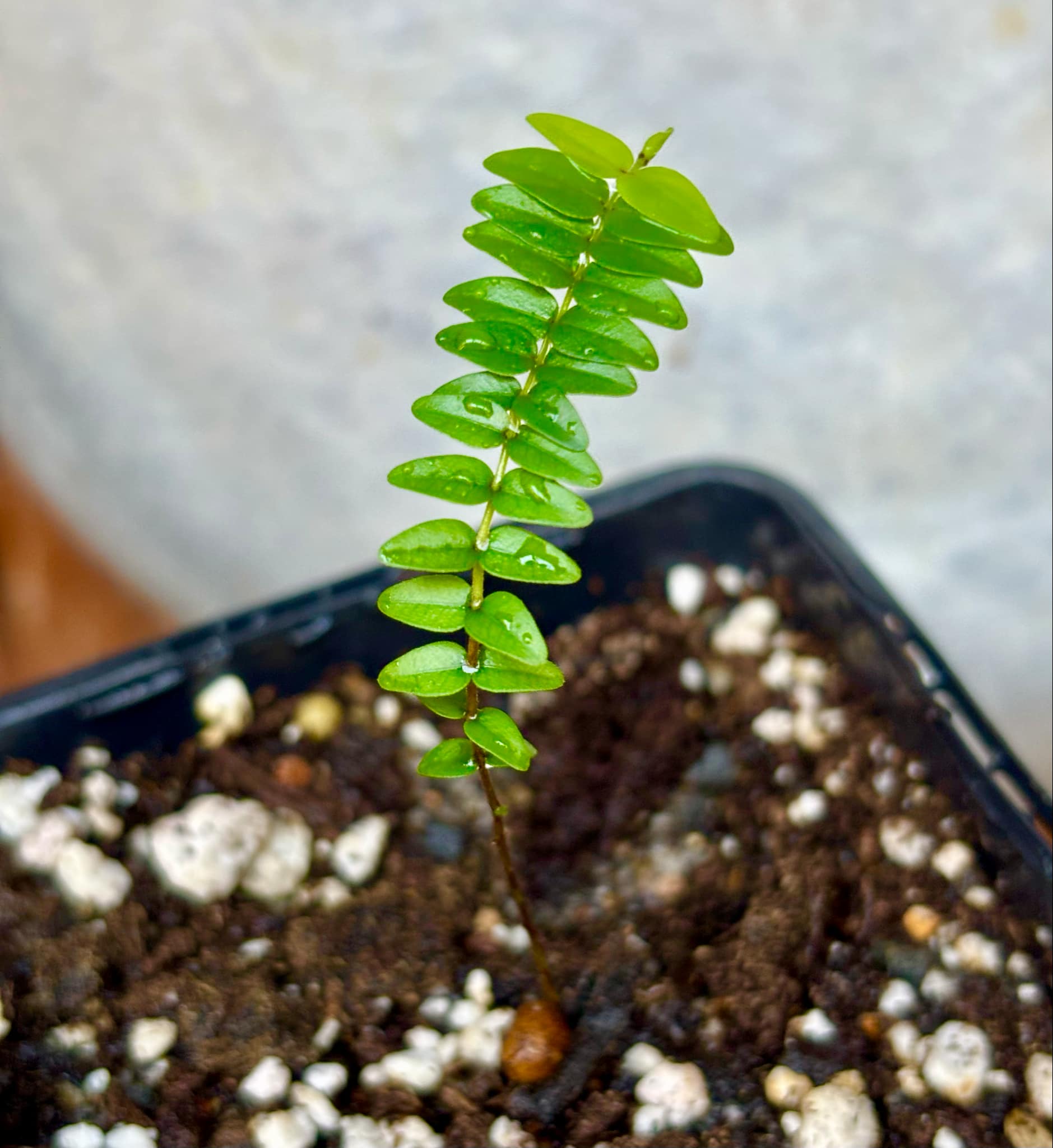 Myrciaria tenella laranja  - 1 small potted seedling / 1 kleiner, getopfter Sämling