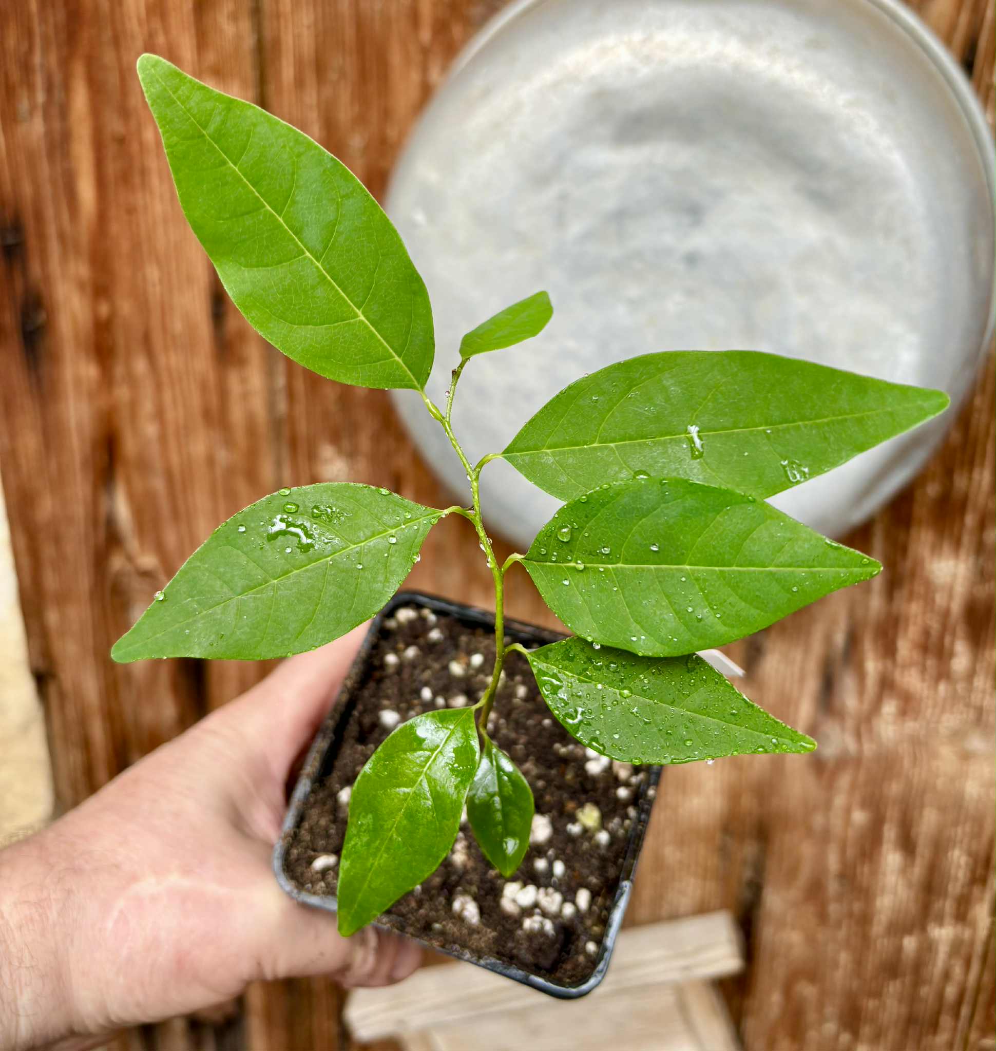 Annona emarginata - 1 potted plant / 1 getopfte Pflanze
