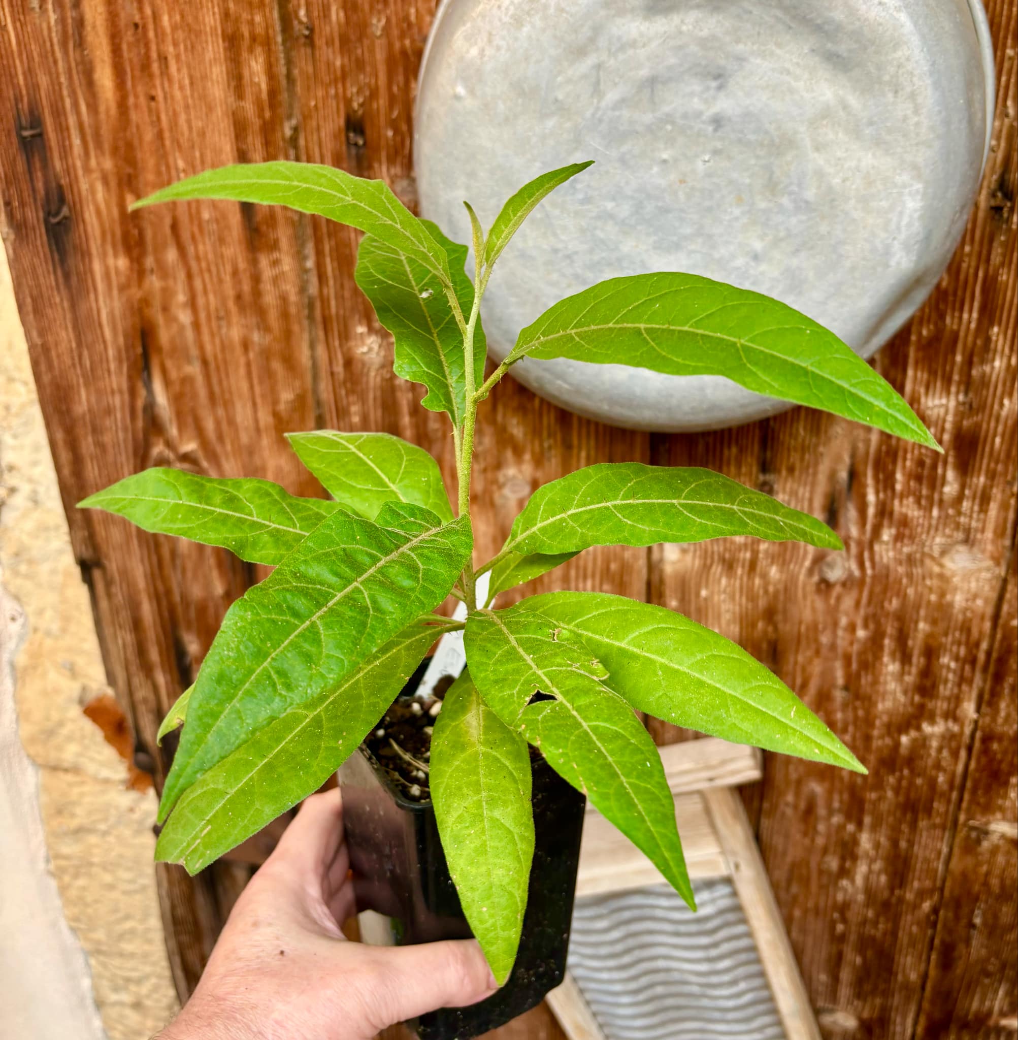 Solanum sp. Mata Escura - 1 potted plant / 1 getopfte Pflanze