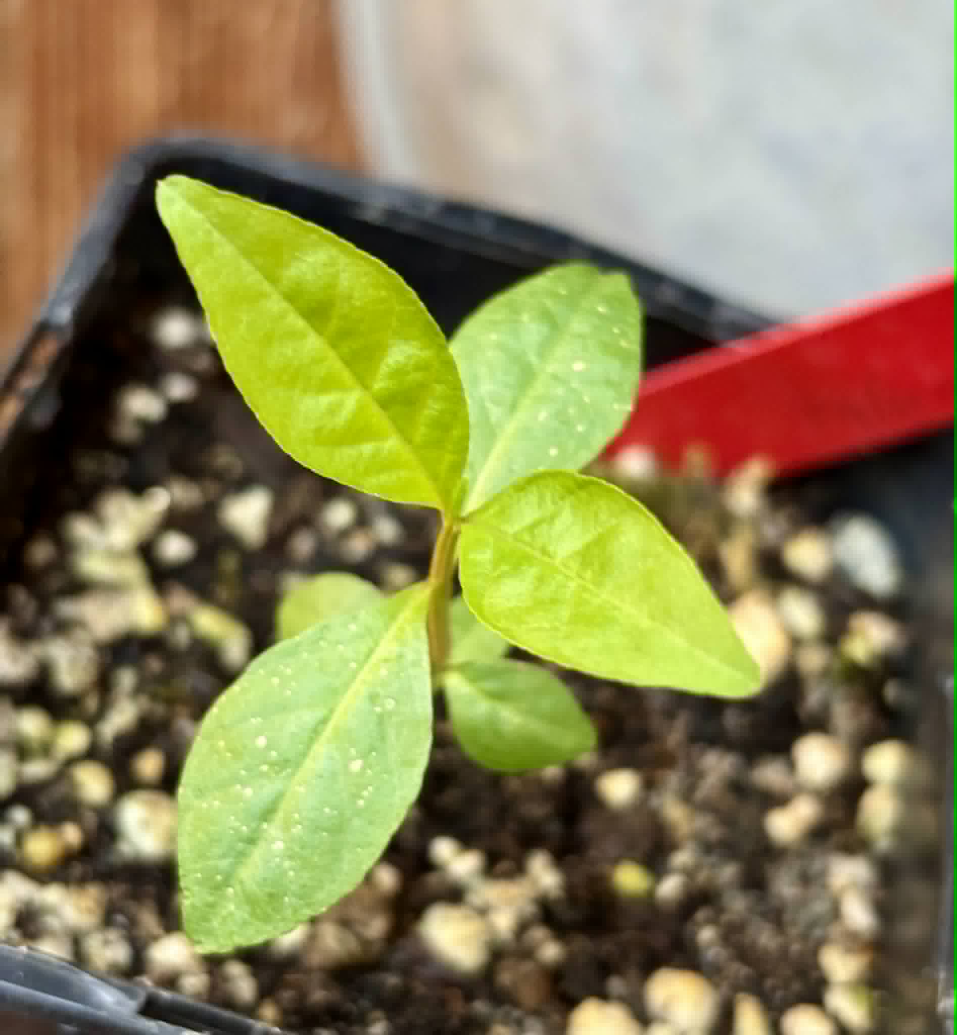 fruits after 2 years in Brasil - Psidium guajava  "Paluma"  - 1 potted seedling / 1 getopfter Sämling