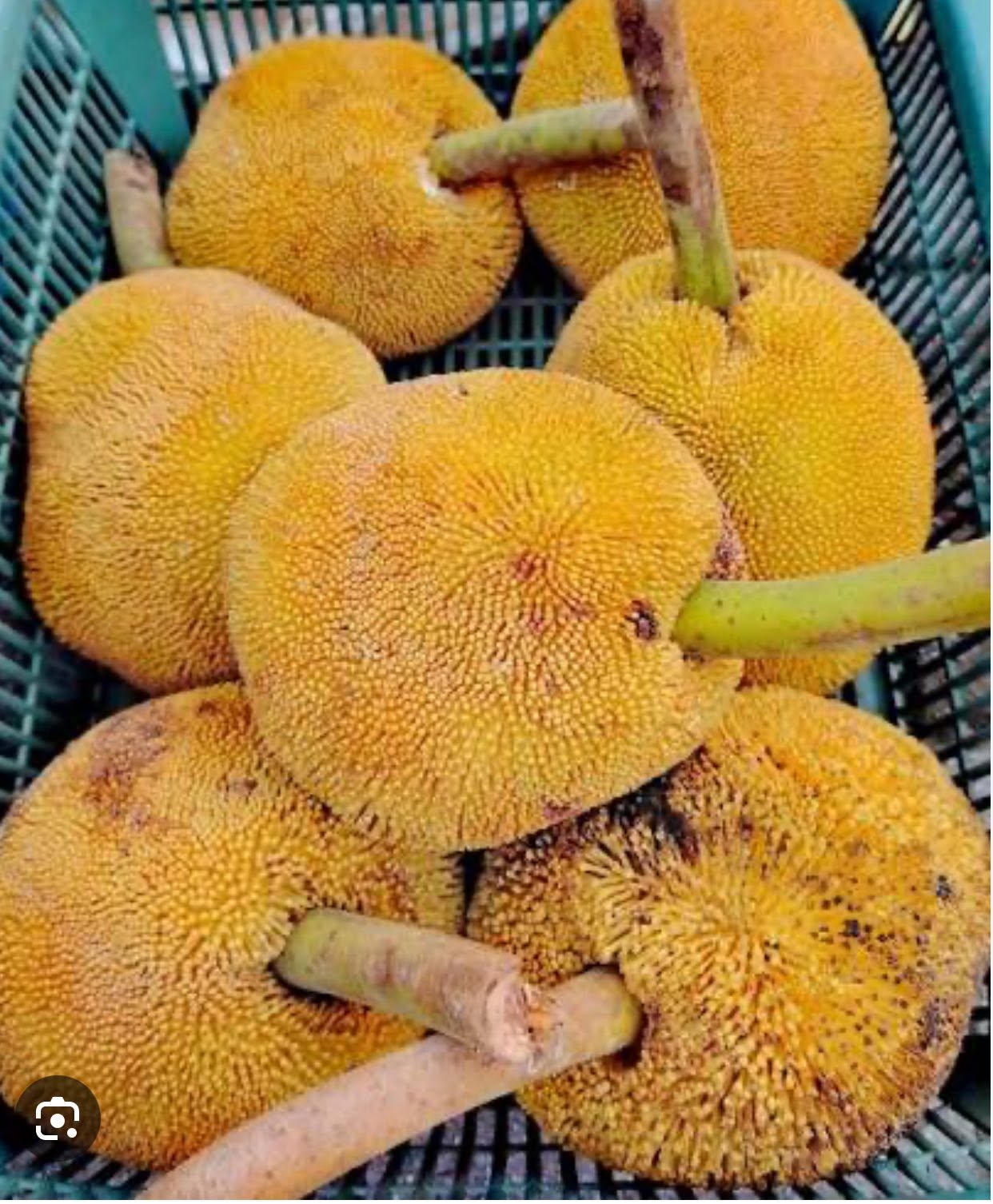 Pre Order - Pingan (Artocarpus sarawakensis) - 1 fresh seed / 1 frischer Samen