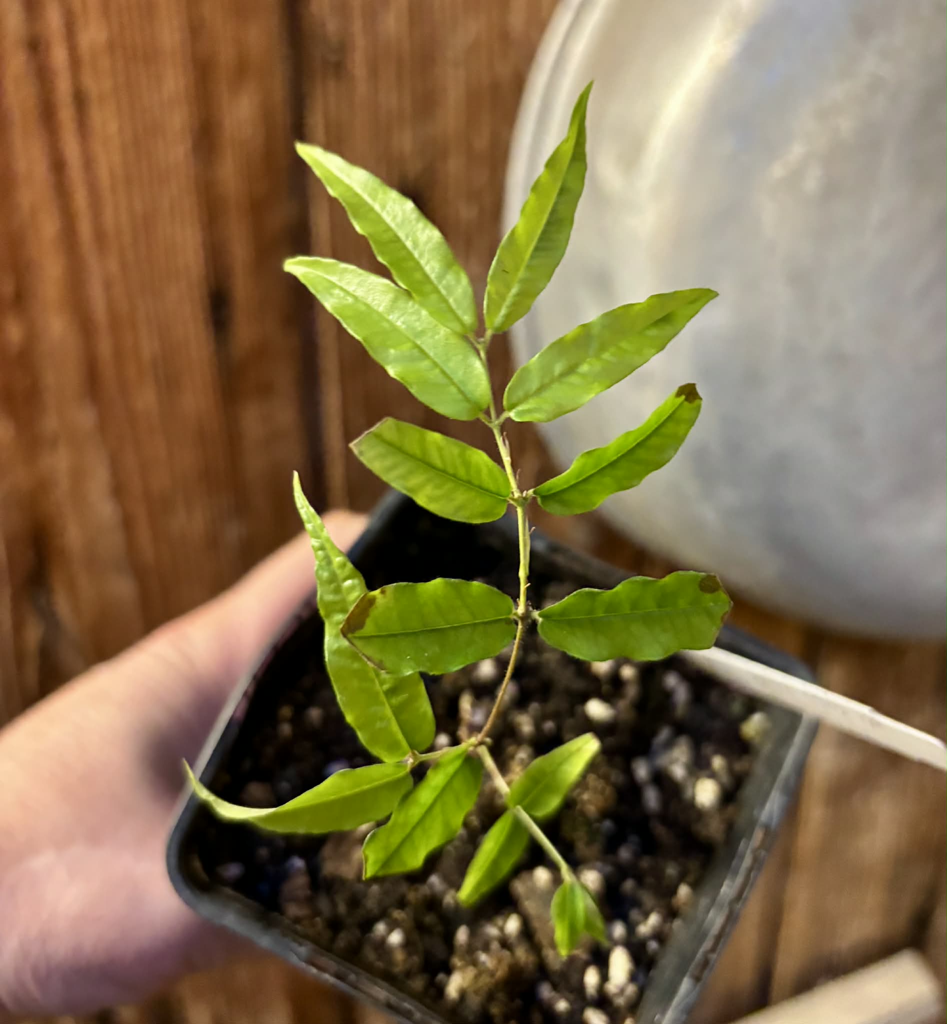 Plinia sp Rajada Cabo longo verde Tupinamba - Jaboticaba -  1 potted seedling / 1 getopfter Sämling