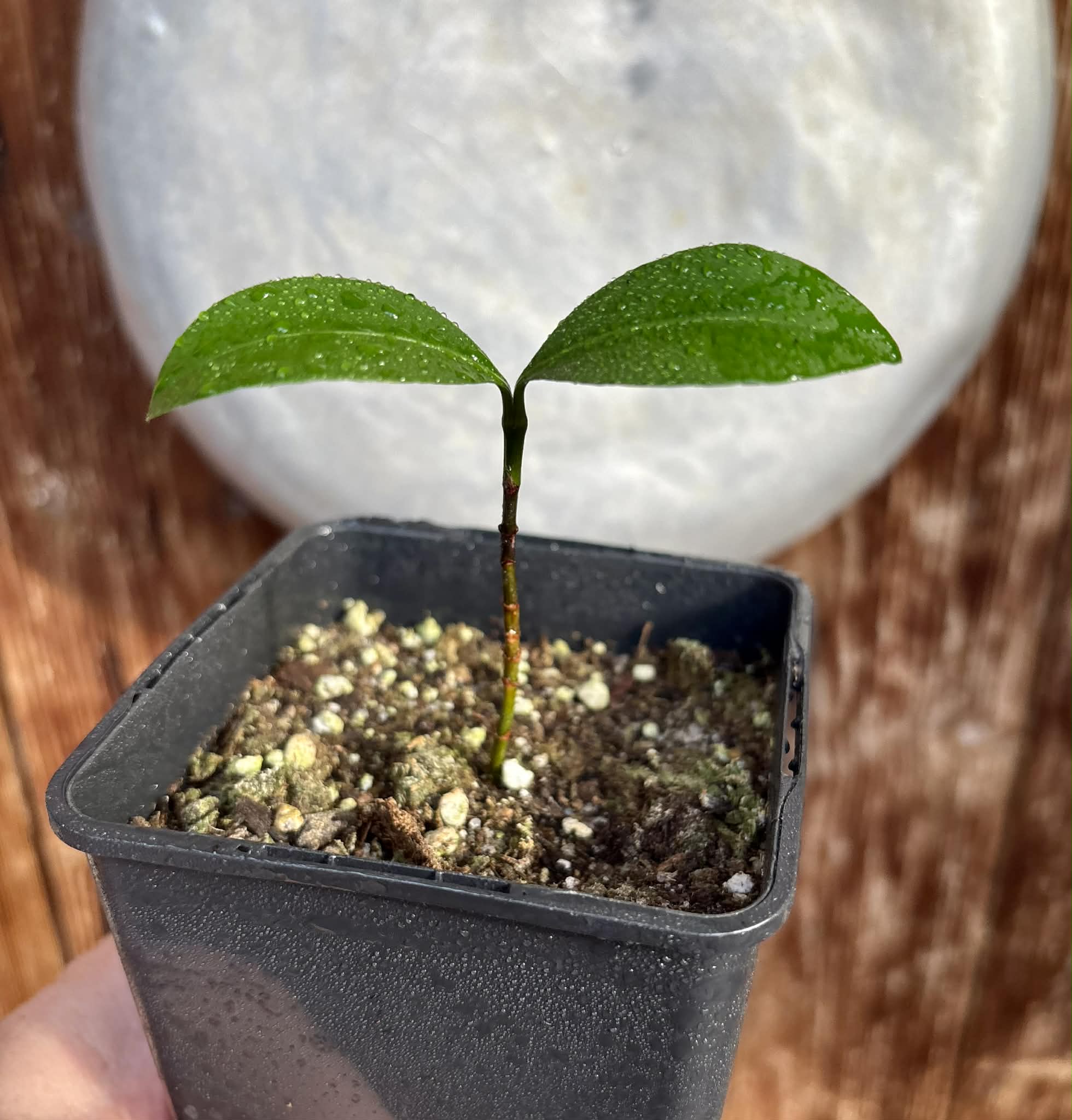 Bacupari  (Garcinia brasiliensis) -  1 potted seedling / 1 getopfter Sämling