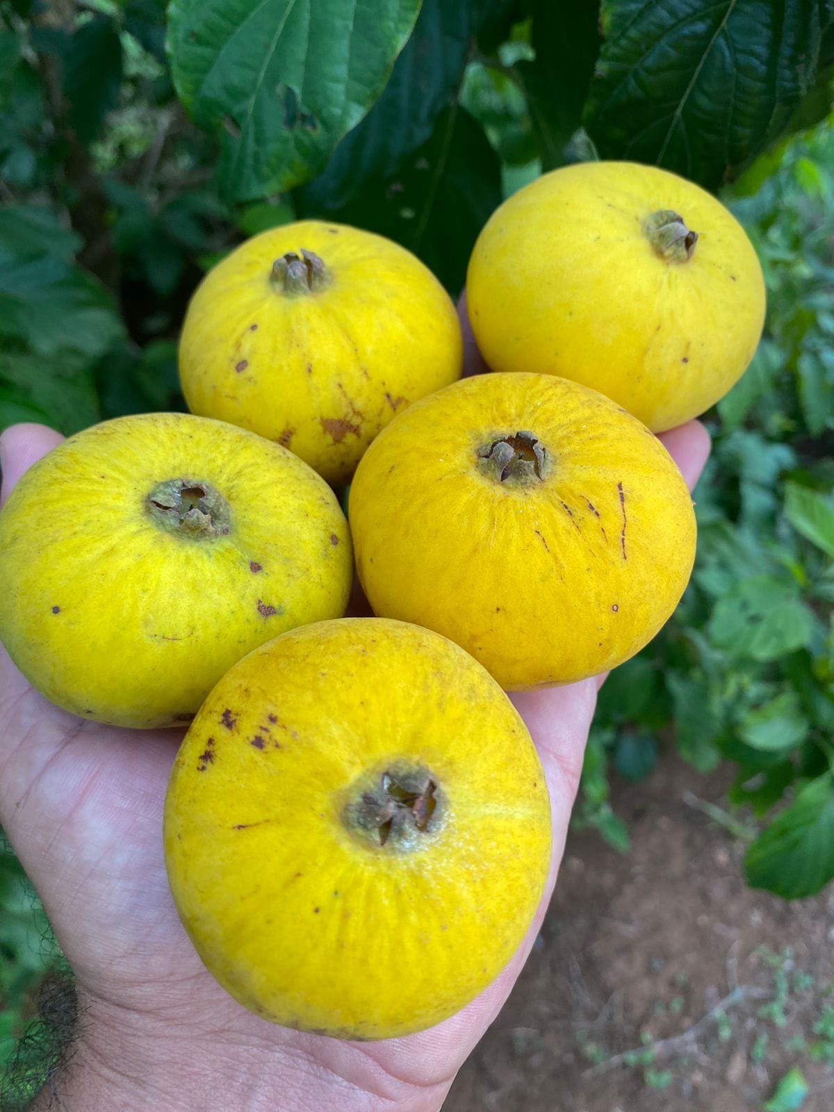 Campomanesia lineatifolia - Rare exotic plant - Seltene exotische Pflanze