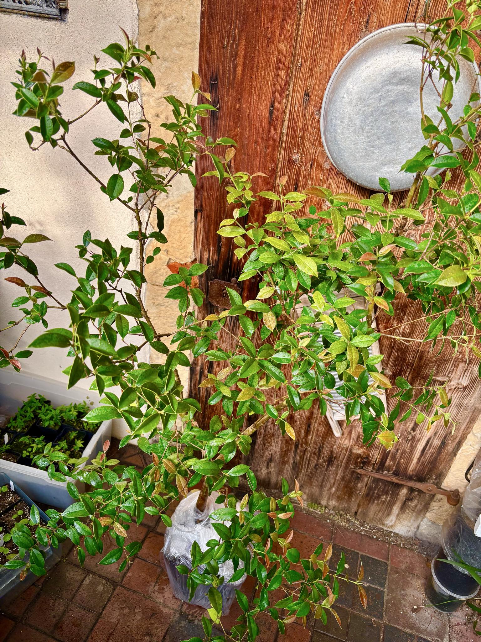 9 years old - Guabiju (Myrcianthes pungens) - 1 potted plant / 1 getopfte Pflanze