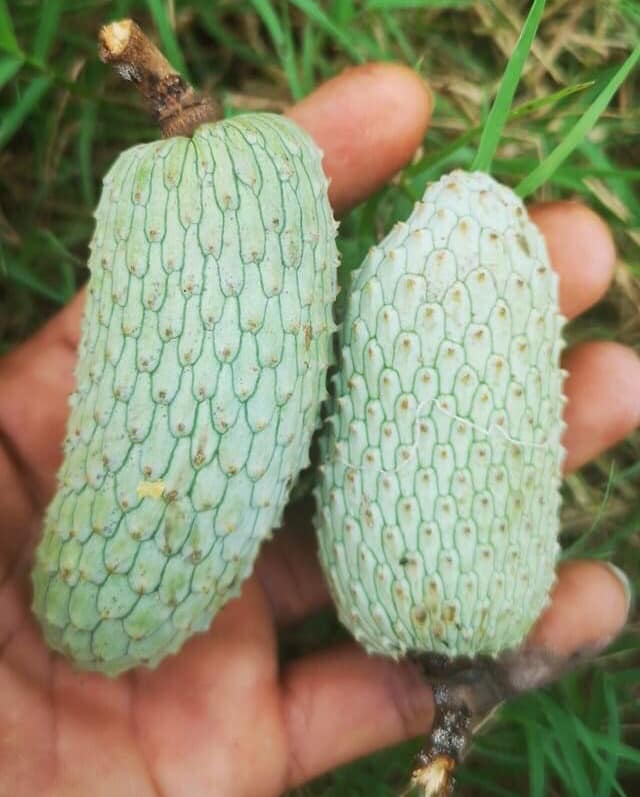 Annona hypoglauca - 1 fresh seed / 1 frischer Samen