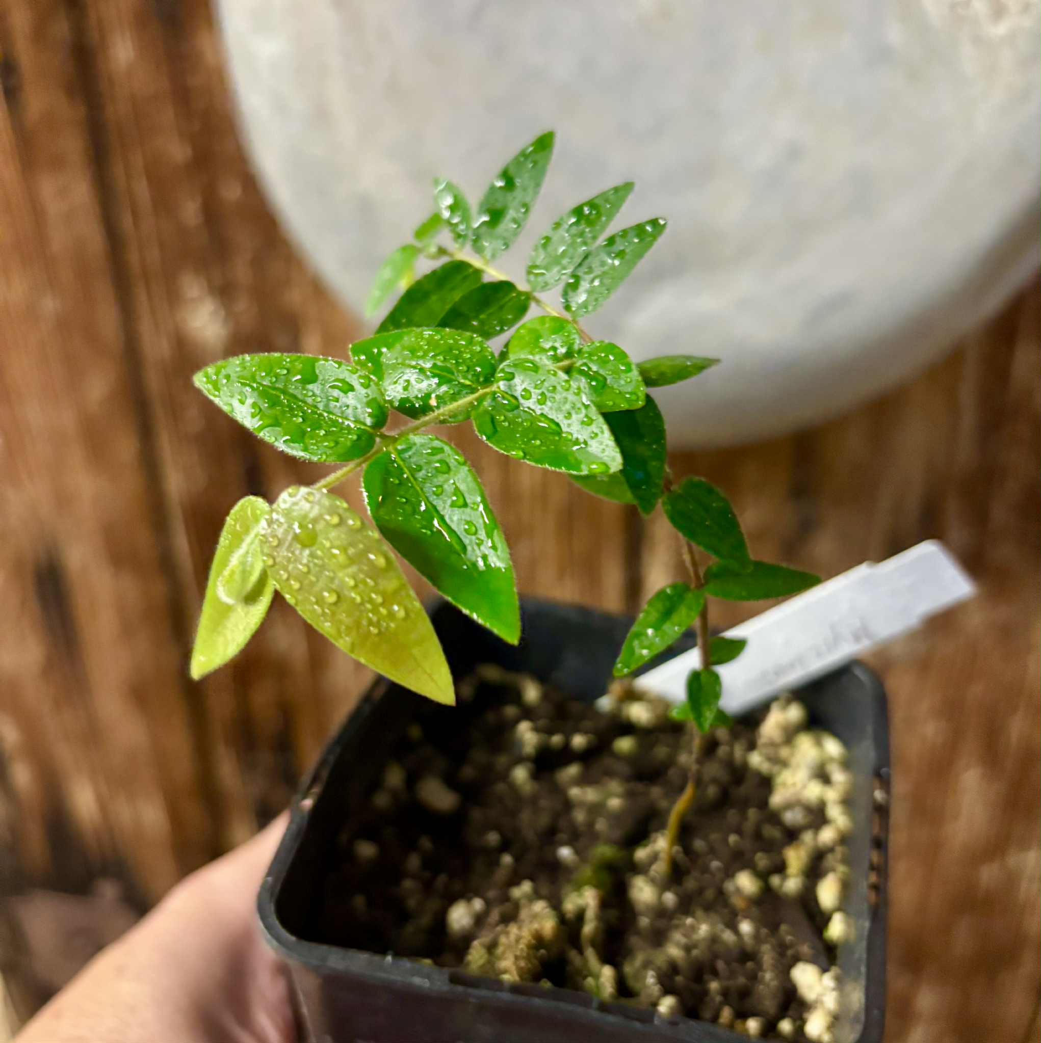 Myrciaria pilosa - 1 small potted seedling / 1 kleiner getopfter Sämling Myrciaria pilosa - 1 small potted seedling / 1 kleiner getopfter Sämling