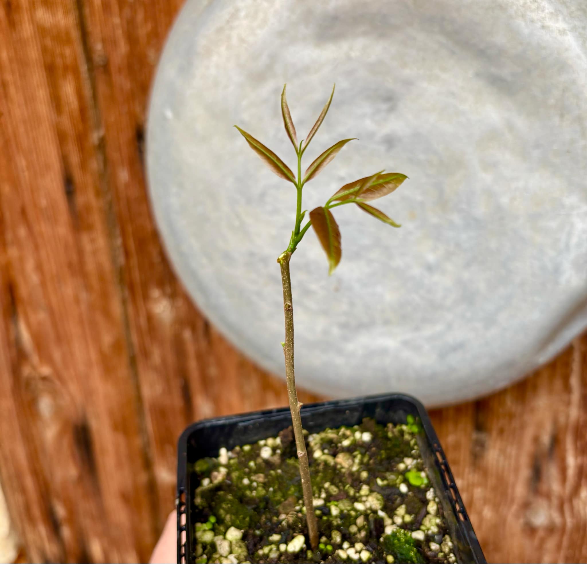 Talisia esculenta - Pitomba do Nordeste - 1 potted plant / 1 getopfte Pflanze 