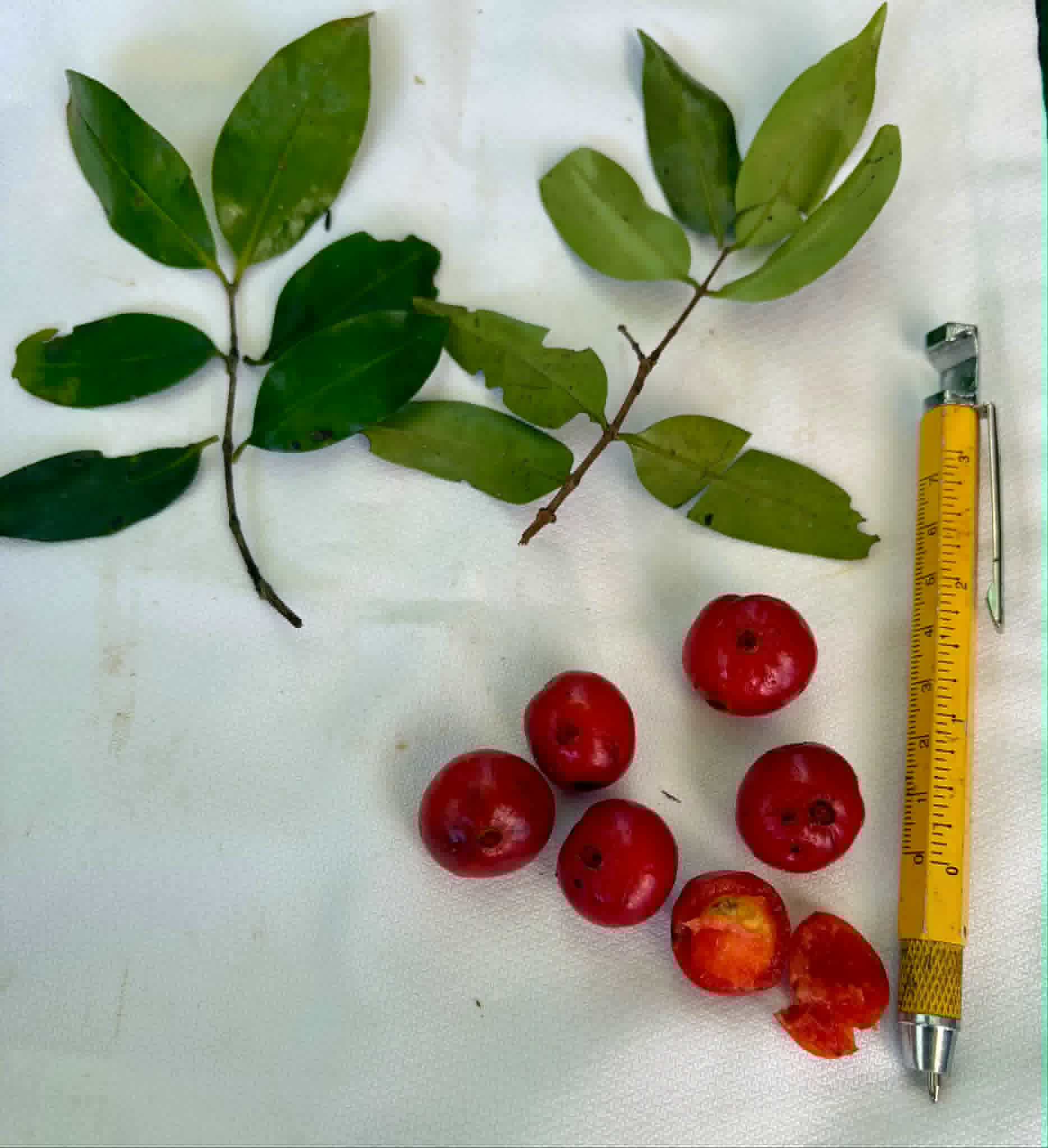 Pre Order - Mouriri sp rubra formosa - 1 fresh seed / 1 frischer Samen