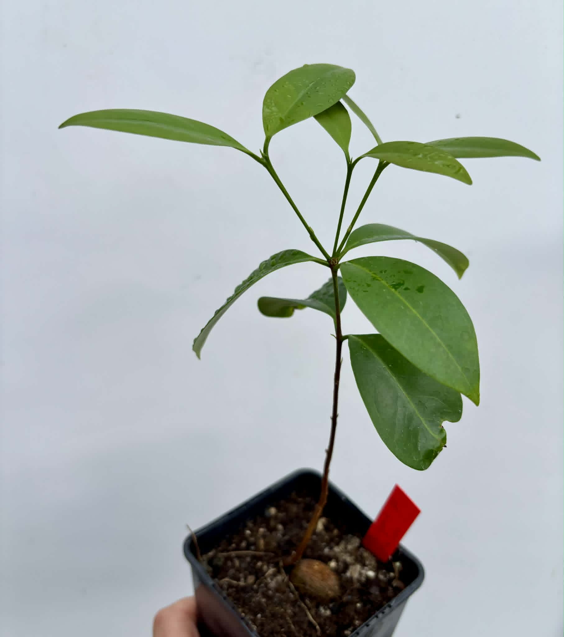 Eugenia sp Itayuba - 1 potted plant / 1 getopfte Pflanze