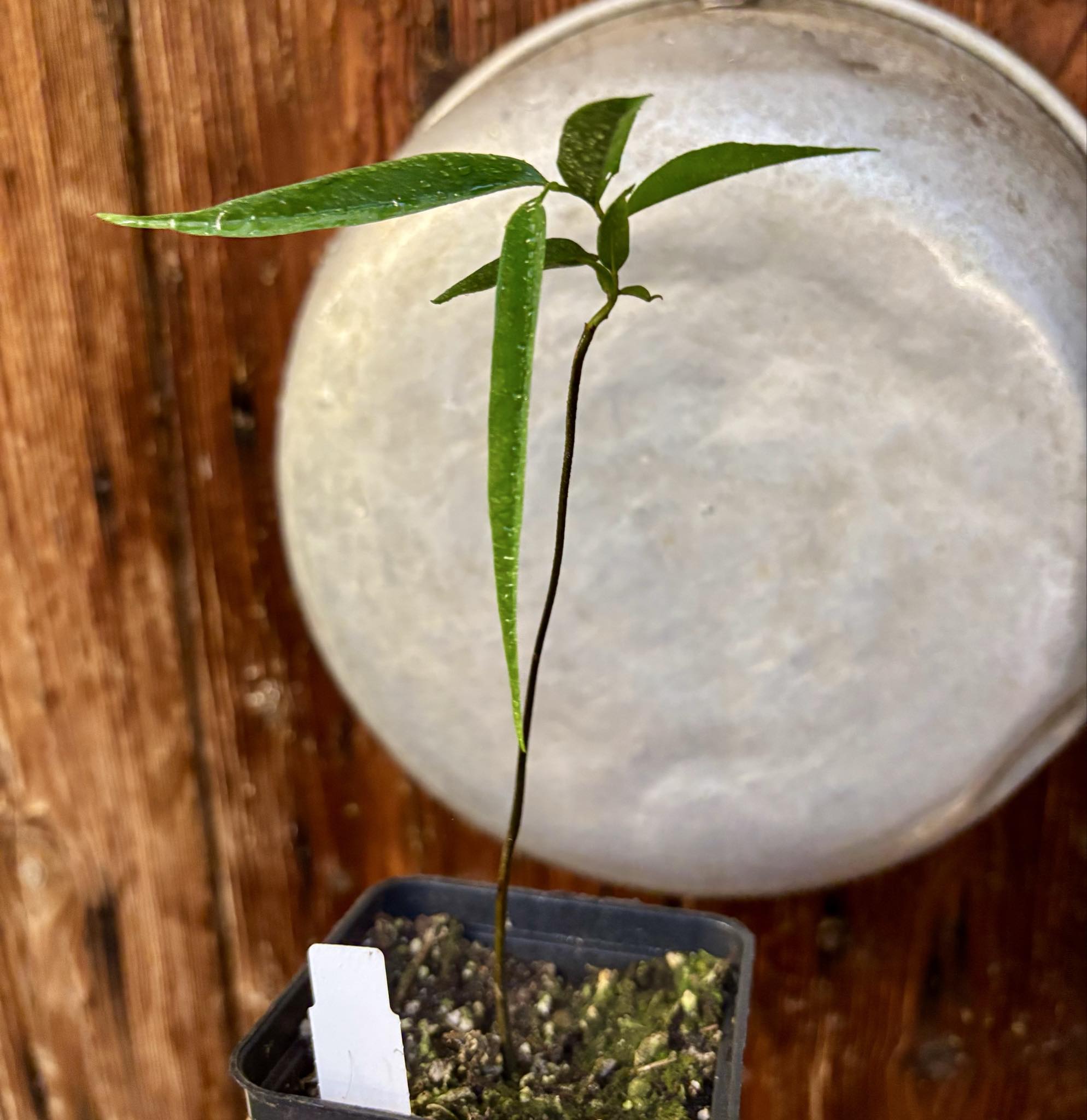 Pseudoxandra bahiensis - 1 small potted plant / 1 kleine getopfte Pflanze Pseudoxandra bahiensis - 1 small potted plant / 1 kleine getopfte Pflanze