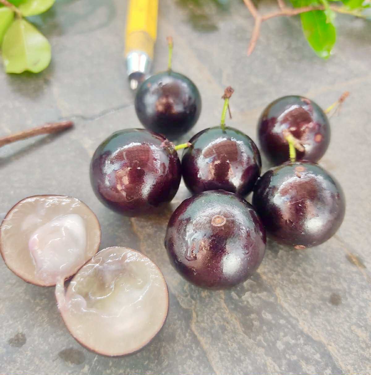 Collection of 5 new Jaboticaba -  5 different potted Plinia / 5 verschiedene, getopfte Plinia