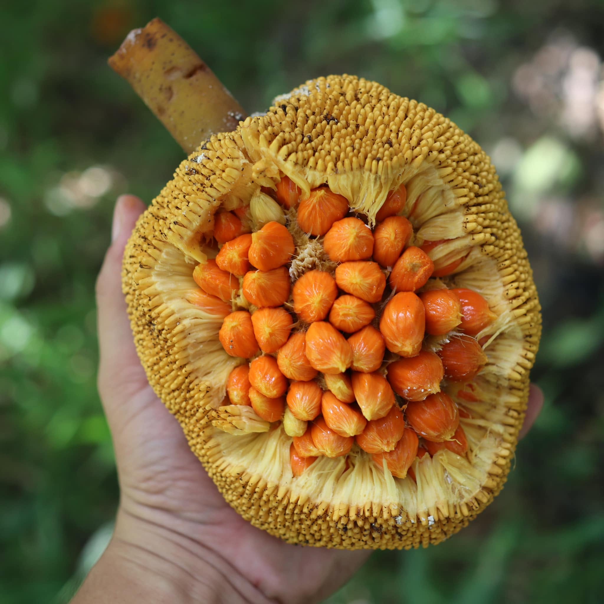 Pre Order -  Mentawa (Artocarpus anisophyllus) - 1 fresh seed / 1 frischer Samen
