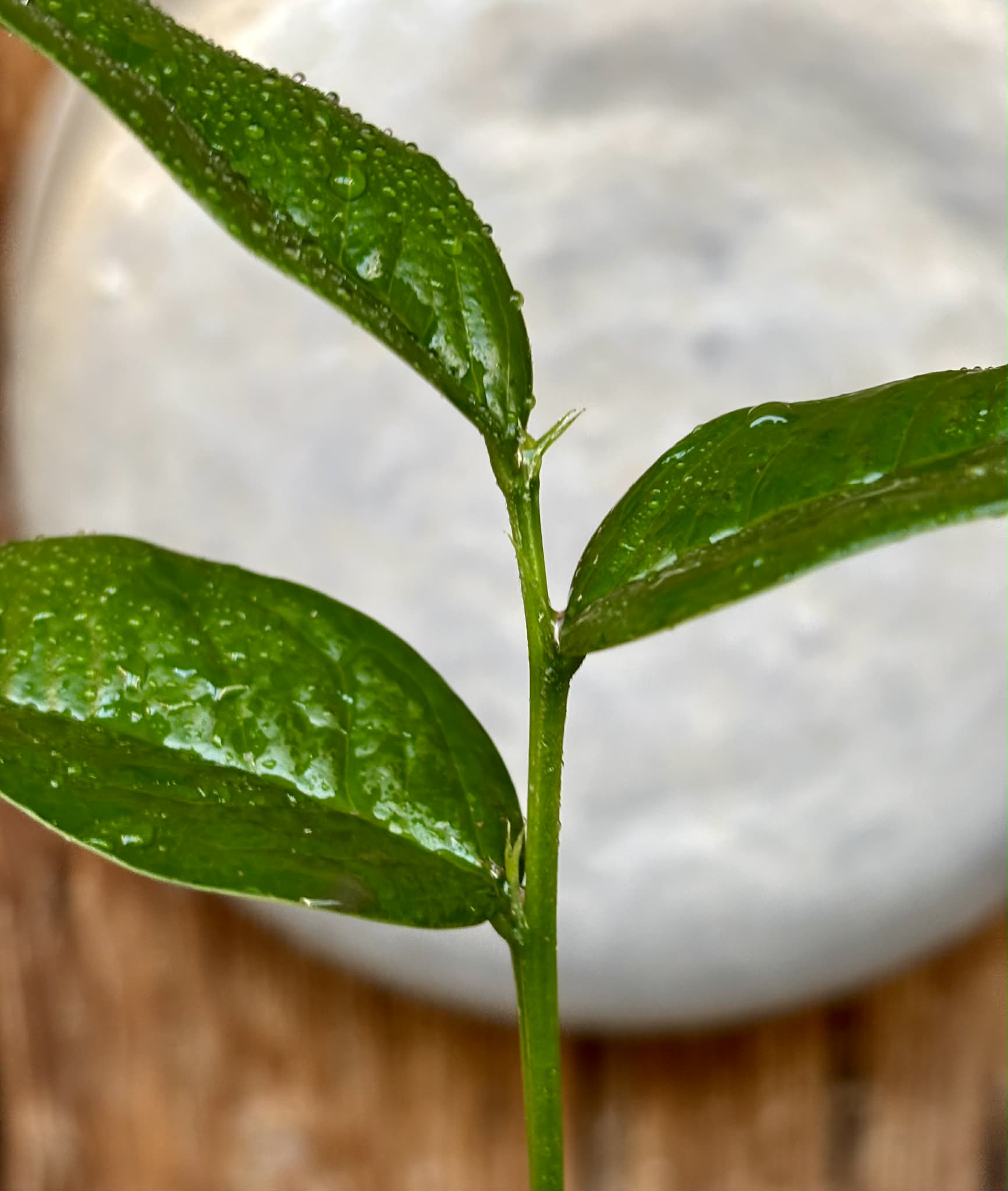 Zollernia ilicifolia - 1 potted seedling / 1 getopfter Sämling