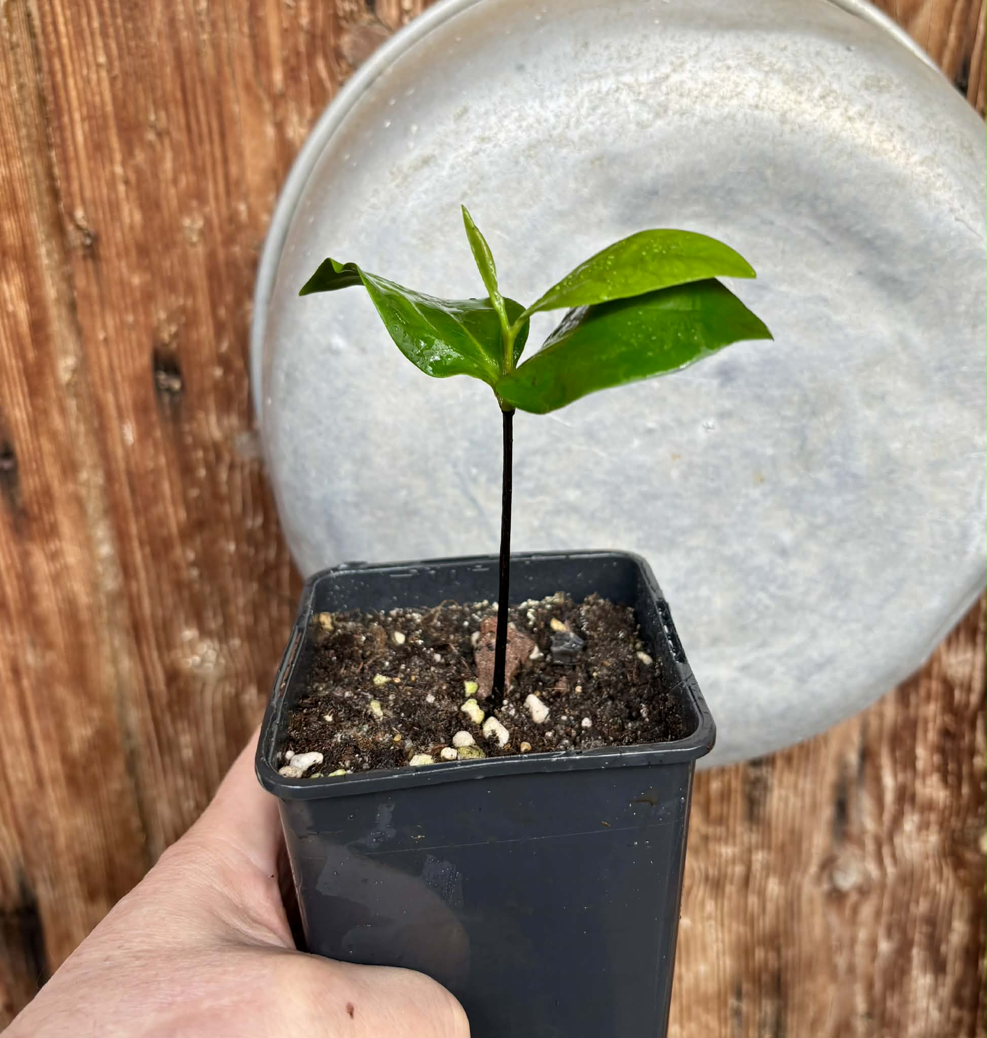 Black Sapote var. Bernecker (Diospyros nigra) - 1 potted seedling / 1 getopfter Sämling