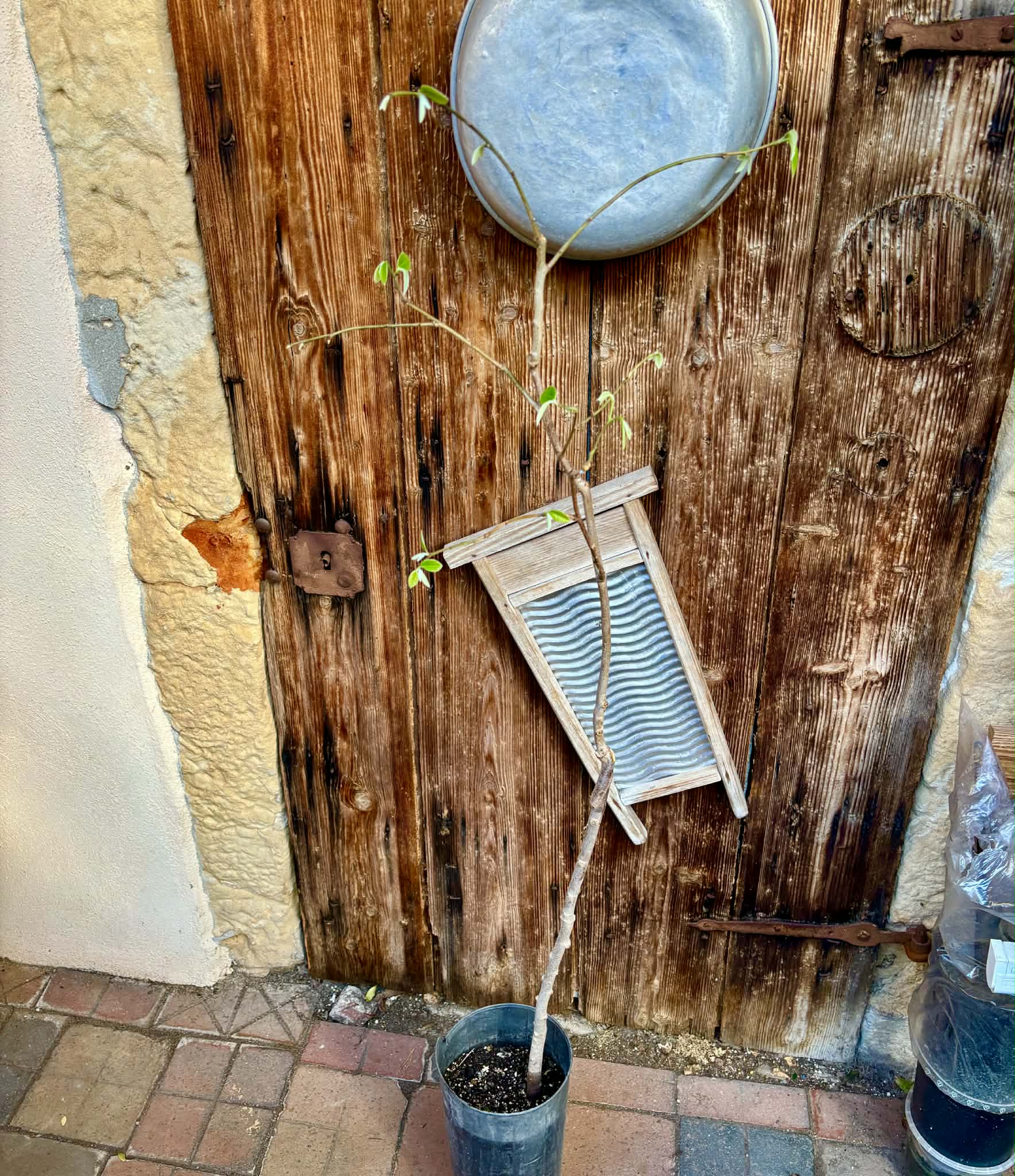 grafted - Cherimoya var. Fino de Jete (Annona cherimola) - 1 potted plant / 1 getopfte Pflanze