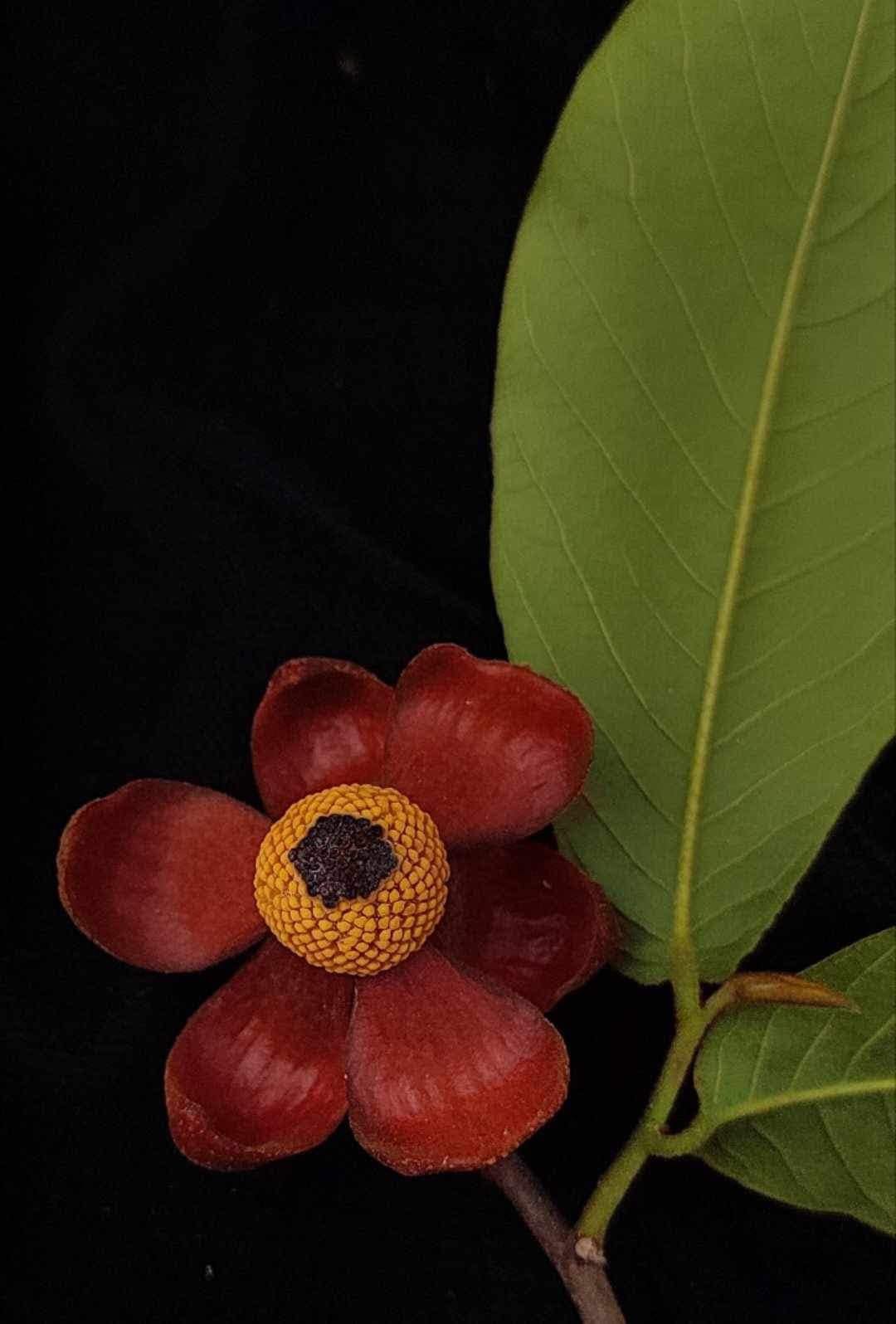 Uvaria hamiltonii - 1 potted plant / 1 getopfte Pflanze