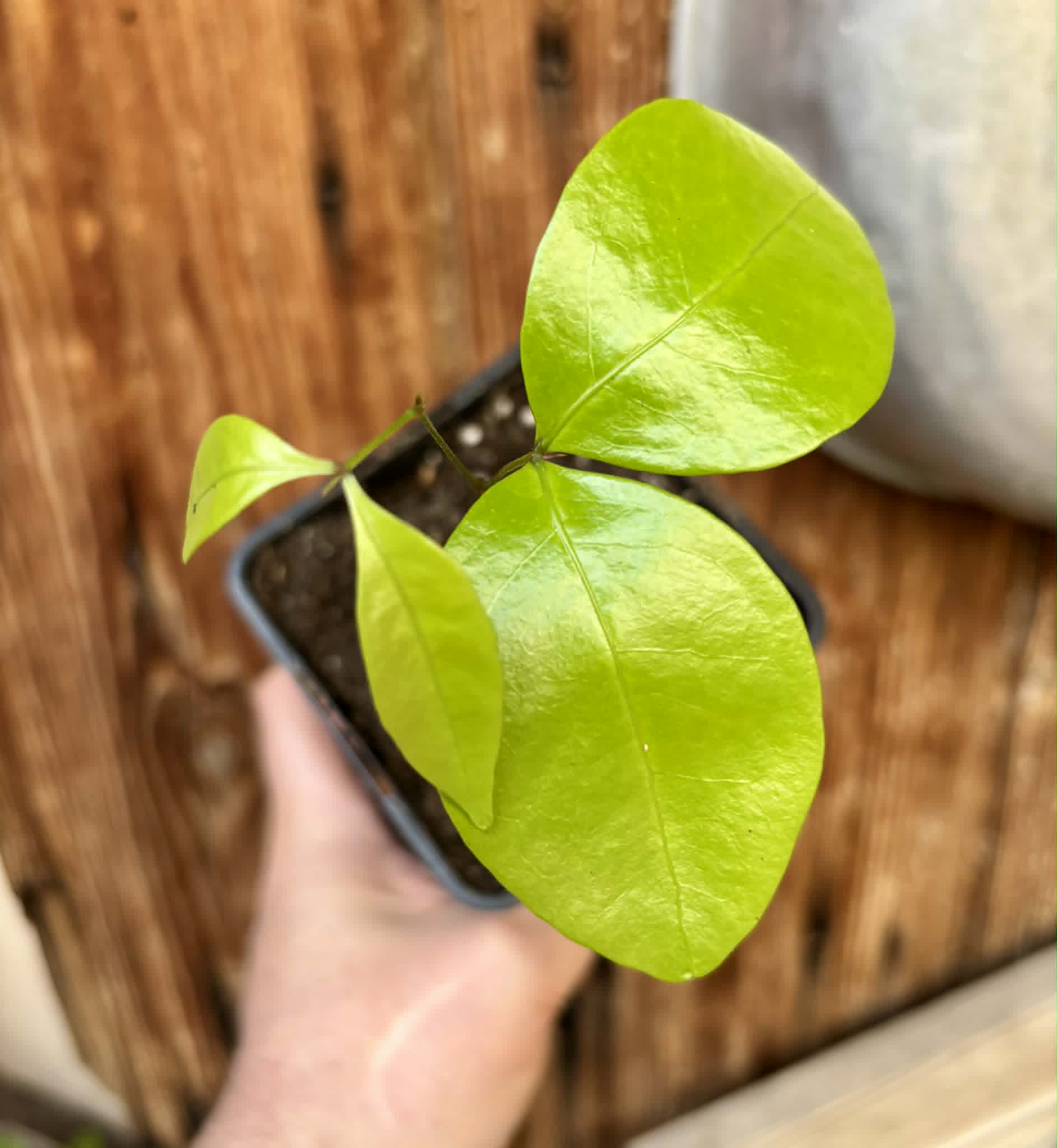 Inga sp Bananinha -  1 potted seedling  / 1 getopfter Sämling