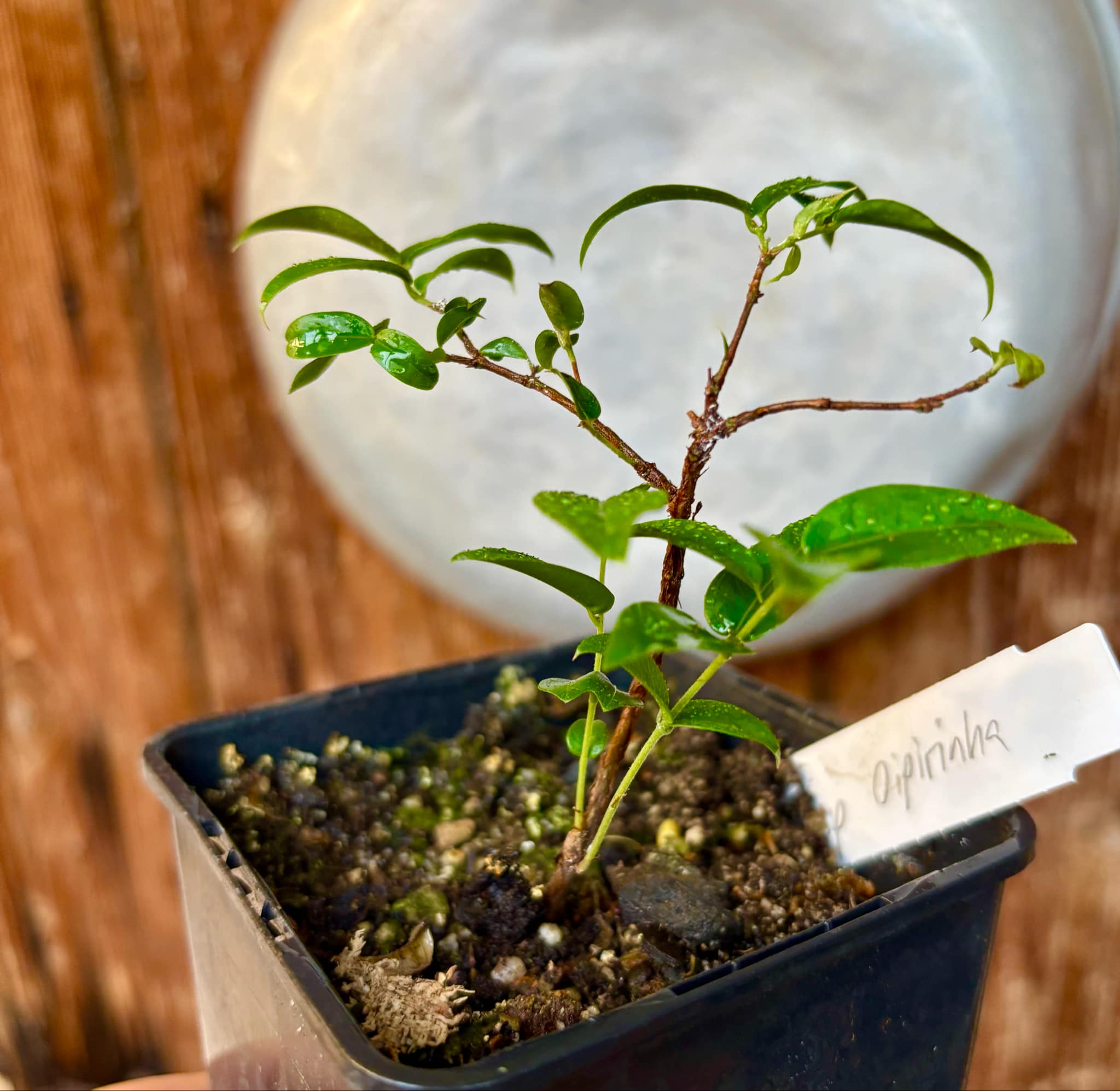 Jaboticaba Oipirinha (Plinia sp) - 1 small potted plant/ 1 kleine, getopfte Pflanze