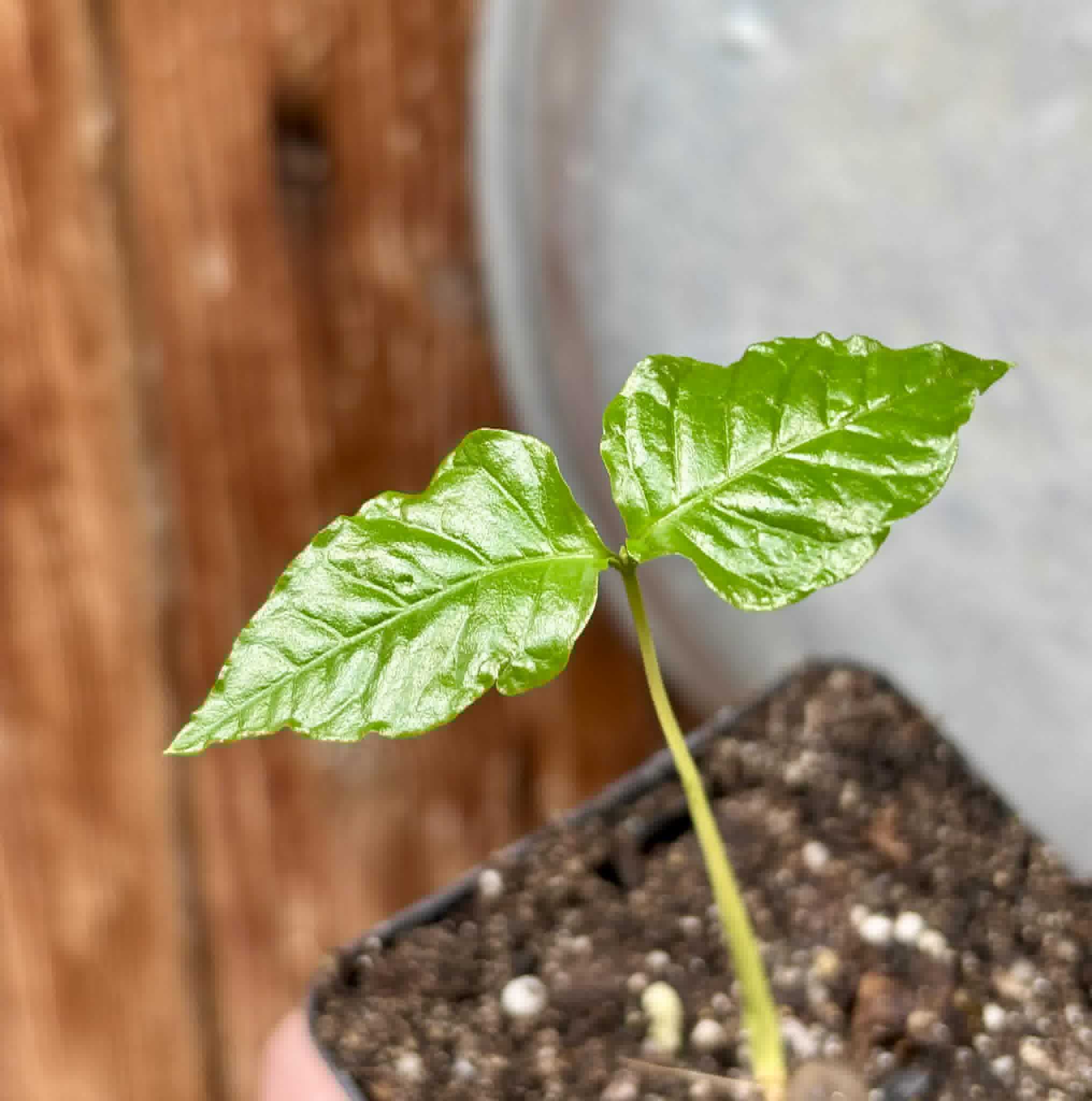 Guabiroba folha de maçã (Campomanesia malifolia) -  1 potted seedling / 1 getopfter Sämling