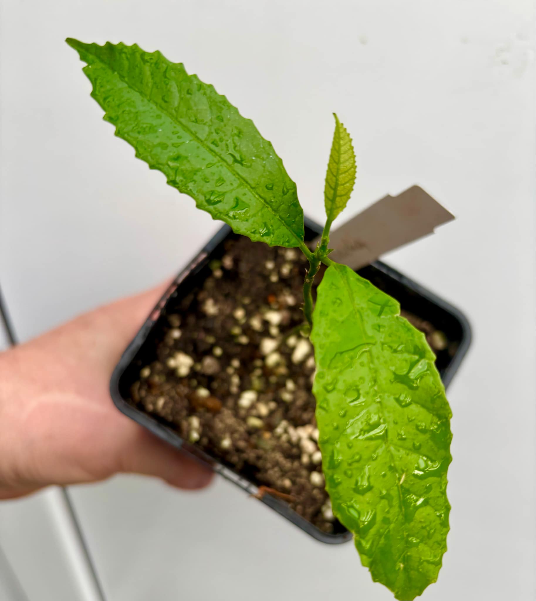 Artocarpus lacucha - Lakoocha  -  1 small potted plant / 1 kleine, getopfte Pflanze