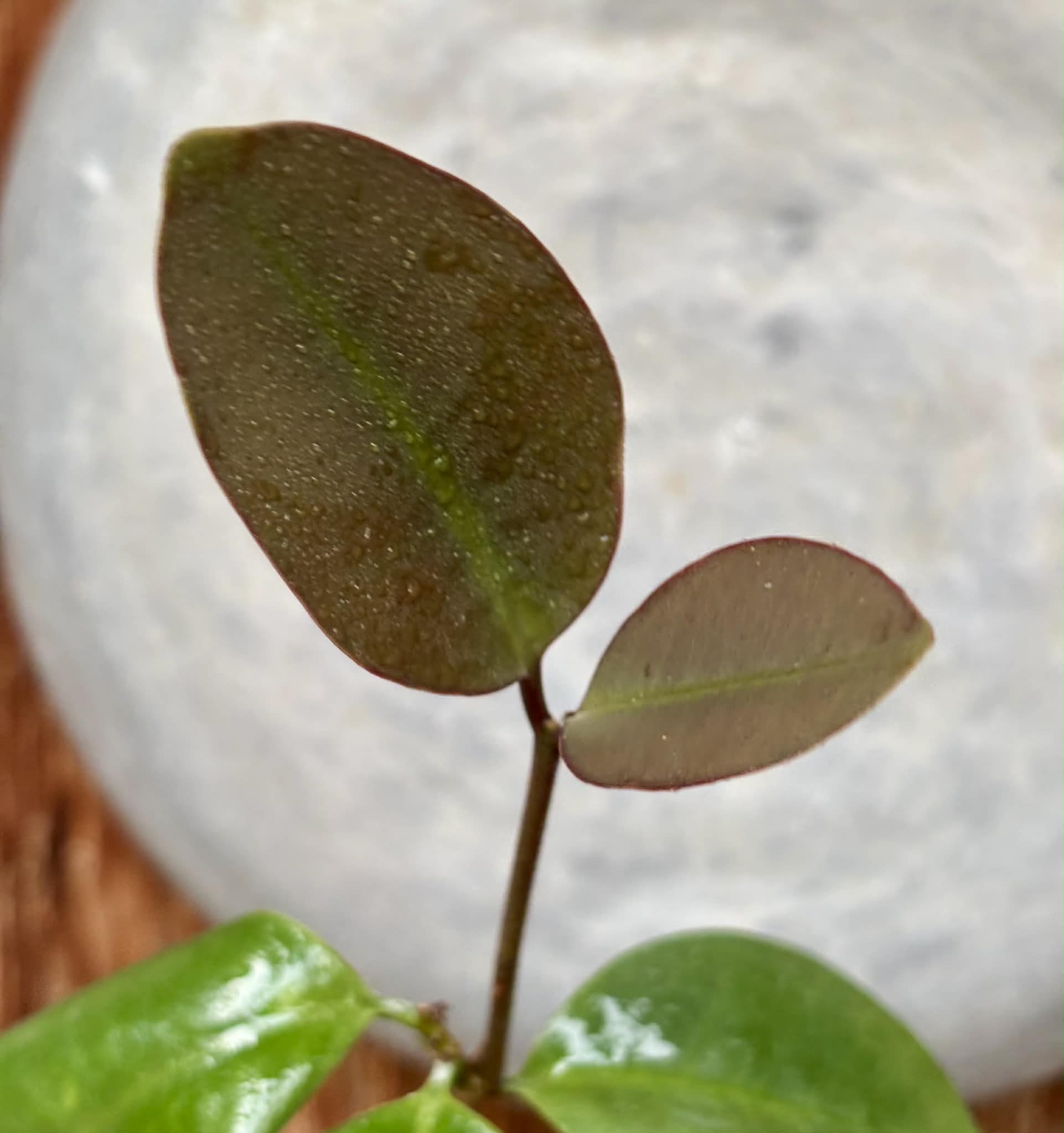 Eugenia sp Unana -  1 potted seedling / 1 getopfter Sämling