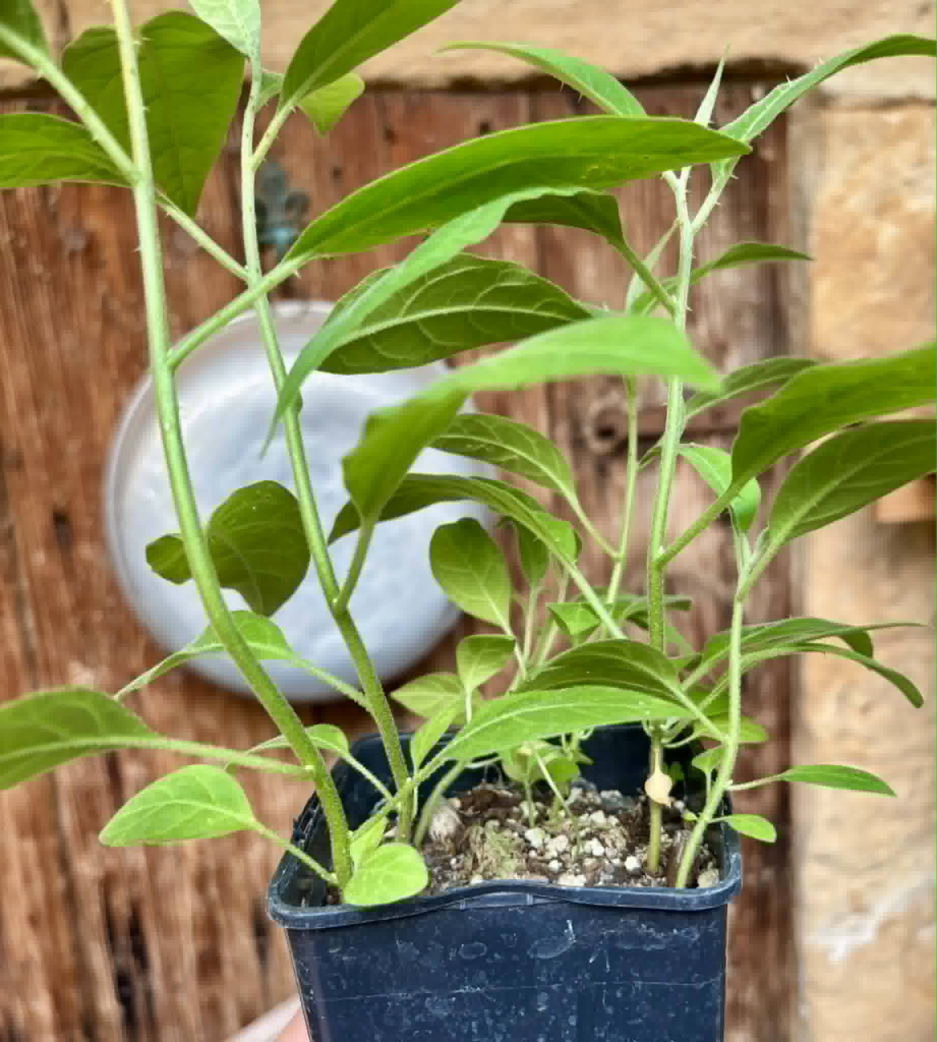 6 in 1 pot - Solanum sp. Mata Escura - 6 seedlings in one pot - 6 Sämlinge in einem Topf