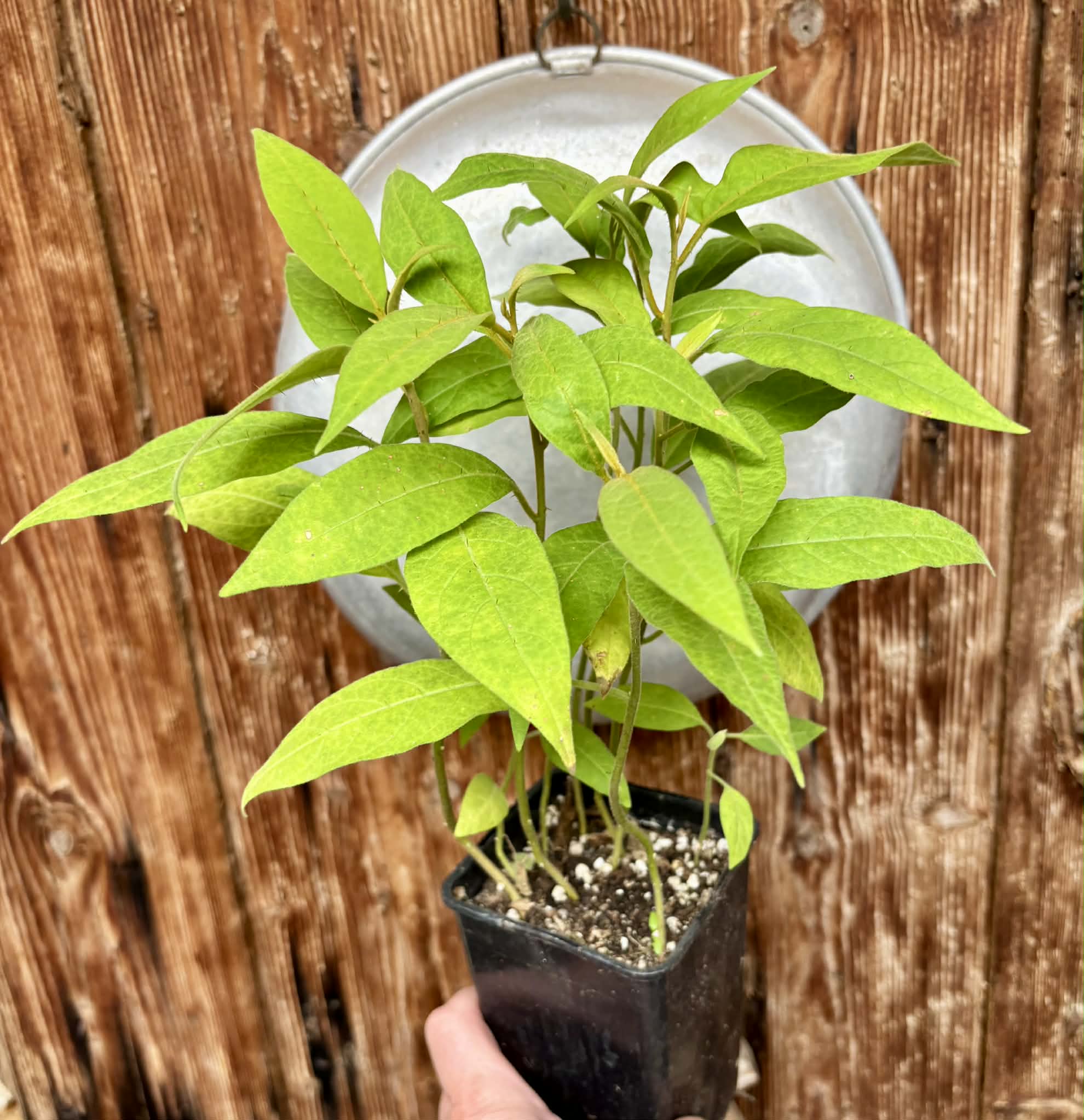 11 in 1 pot - Solanum sp. Mata Escura - 11 plants in one pot / 11 Pflanzen in einem Topf 