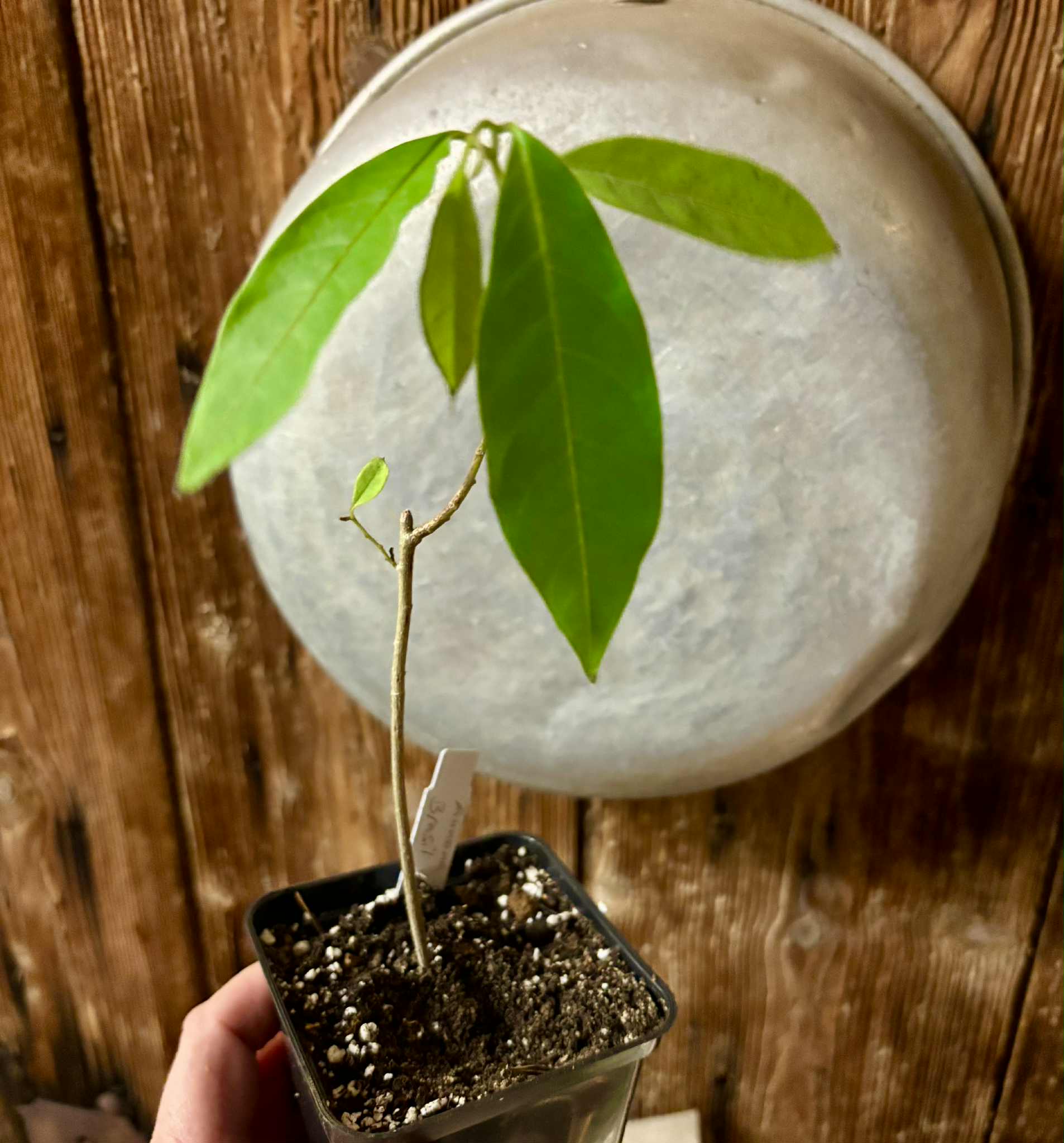 Annona sp. floresta amazônica  - 1 potted plant / 1 getopfte Pflanze