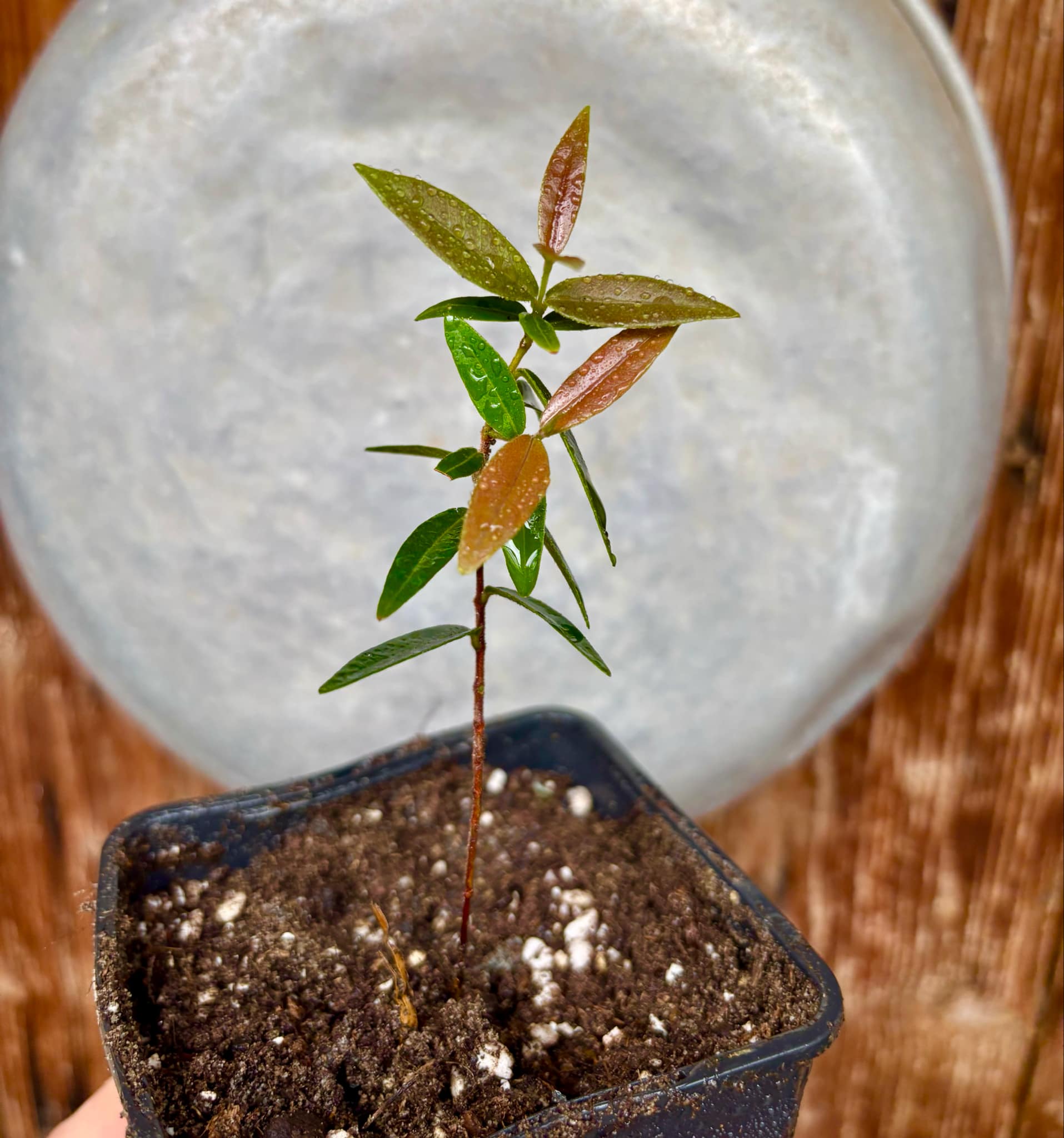 Guamirim amarelo (Calyptranthes sp) - potted plant / getopfte Pflanze