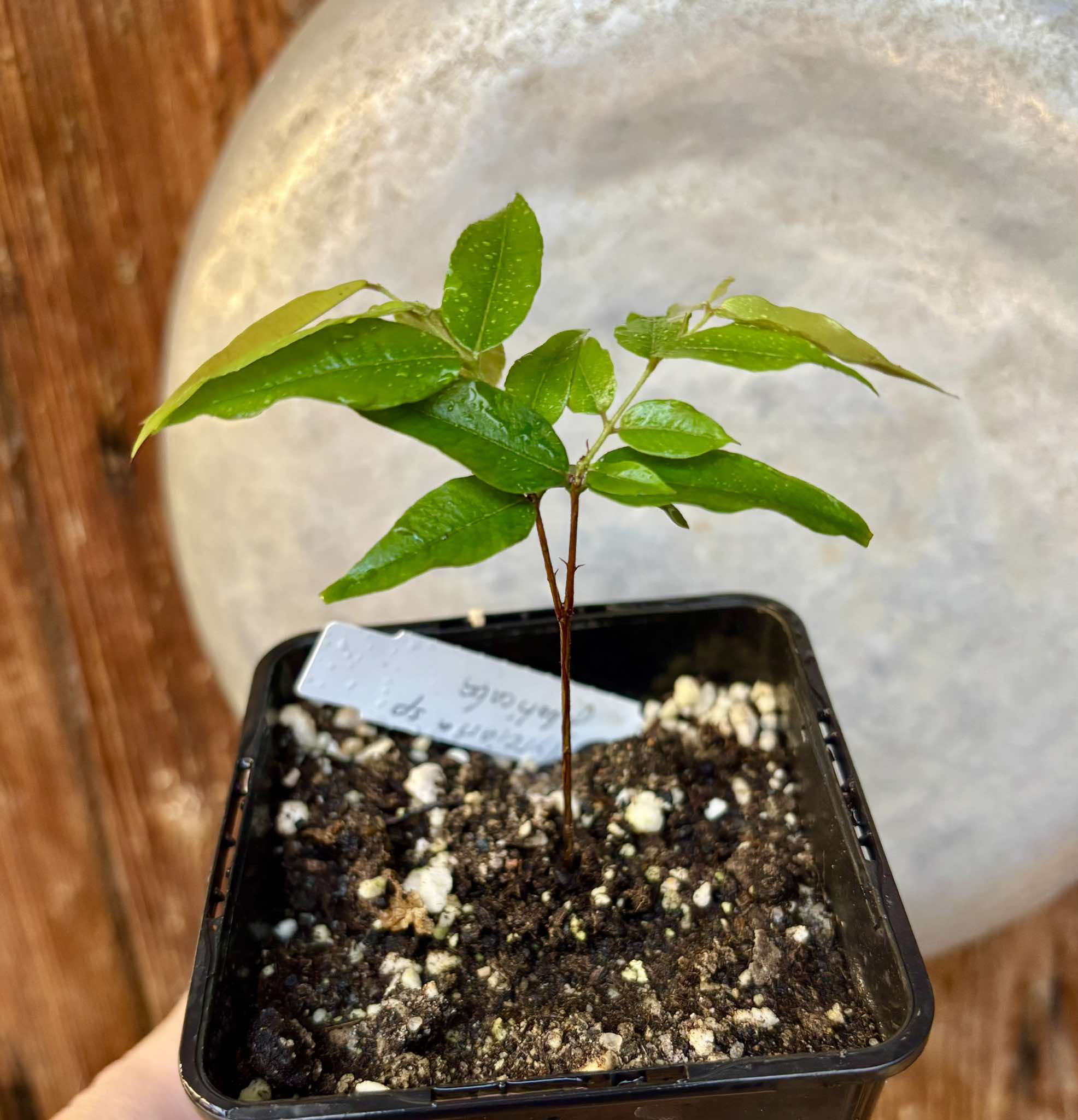 Myrciaria sp Jaboticaba - 1 potted plant / 1 getopfte Pflanze