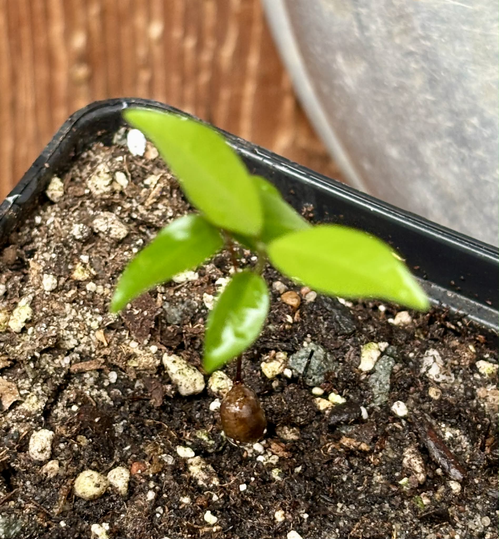 Guamirim Cereja do Sul (Eugenia modesta) - 1 potted seedling / 1 getopfter Sämling