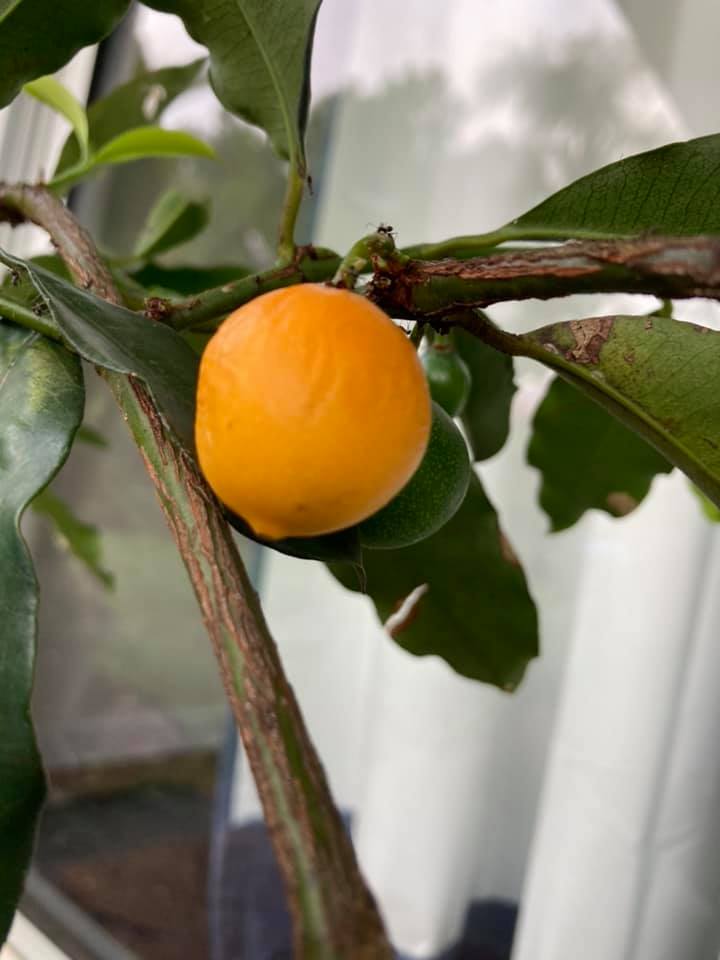 Bacupari Brasil (Garcinia brasiliensis) -  1 potted seedling / 1 getopfter Sämling Kopie