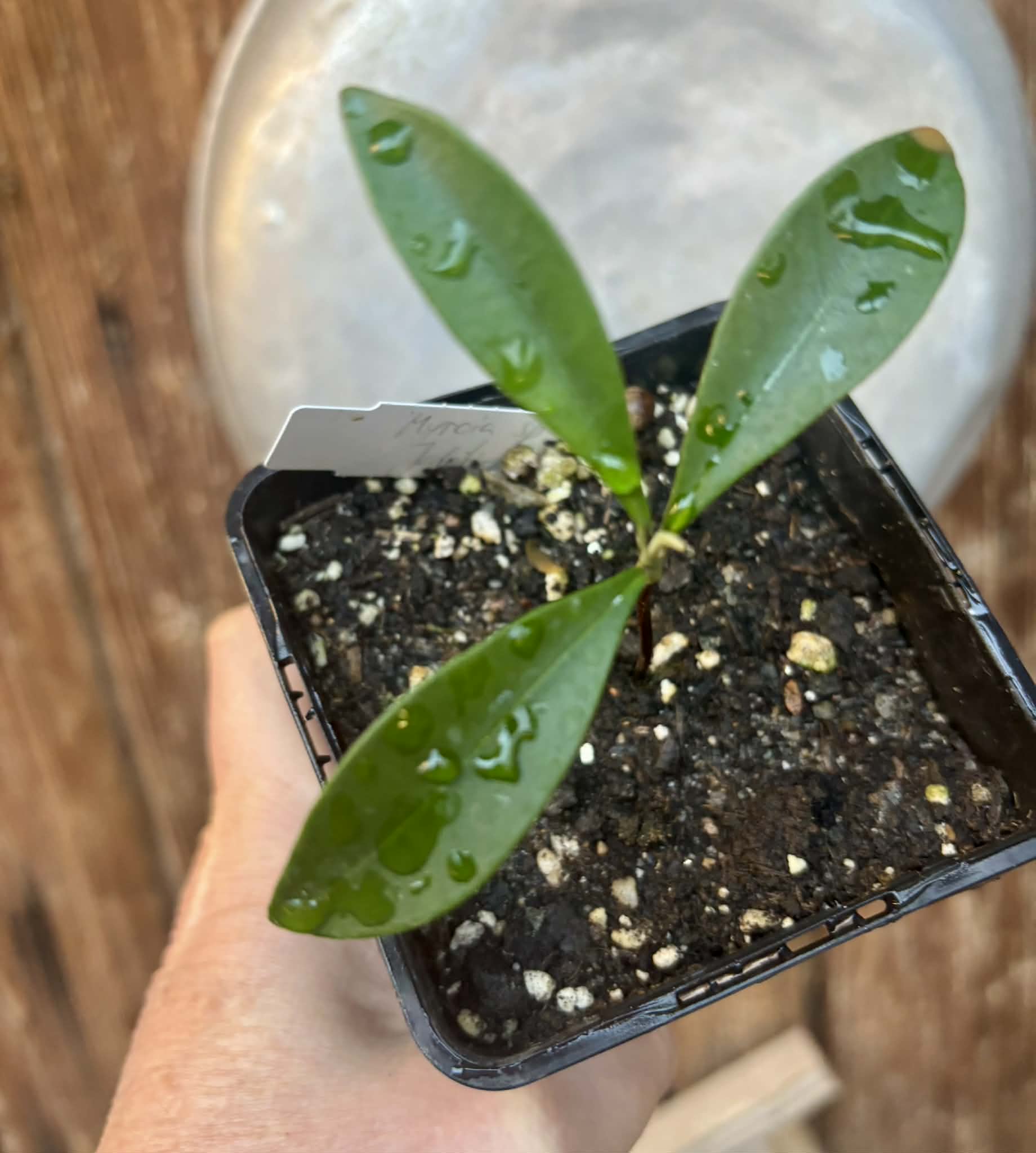 Myrcia sp Jaboticaba Bahia -  1 potted seedling / 1 getopfter Sämling