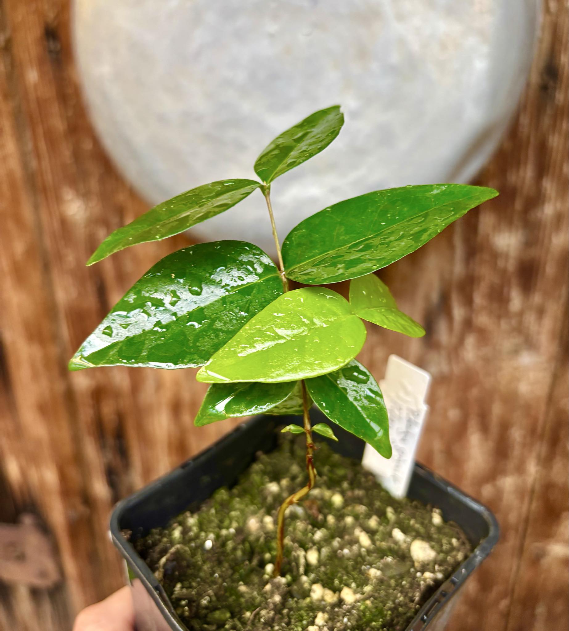 Eugenia uniflora var. Gigante Pitangao  - 1 small potted seedling / 1 kleiner, getopfter Sämling