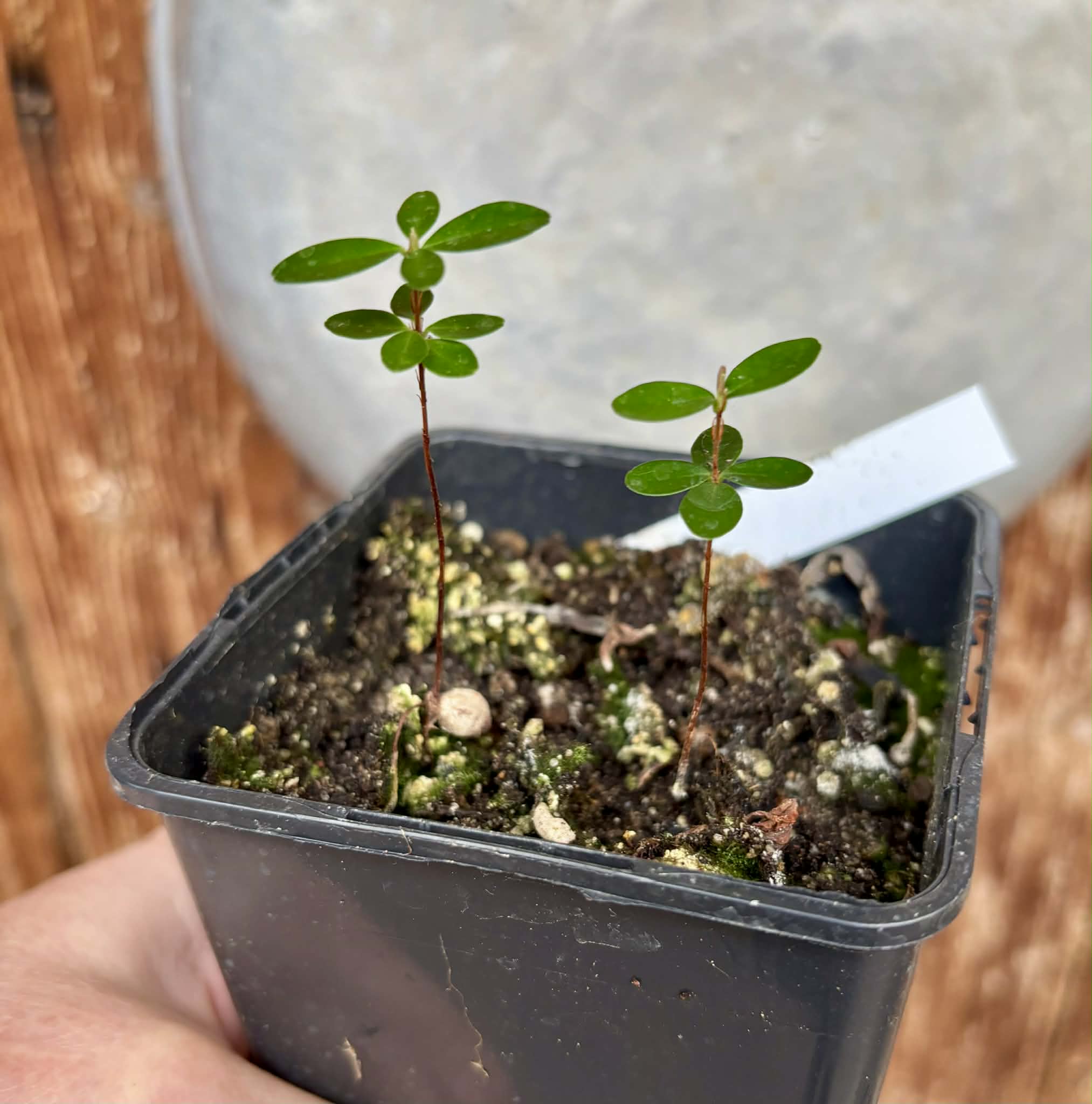2 in 1 pot - Eugenia ligustrina - 2 seedlings in one pot / 2 Sämlinge in einem Topf