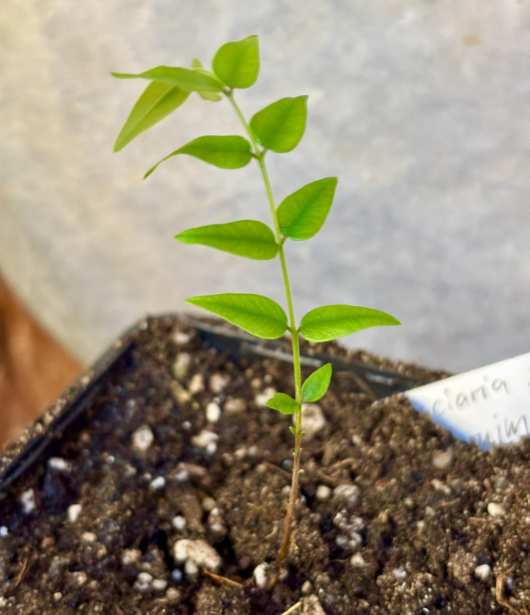 Myrciaria sp Maruim - 1 small potted seedling / 1 kleiner, getopfter Sämling