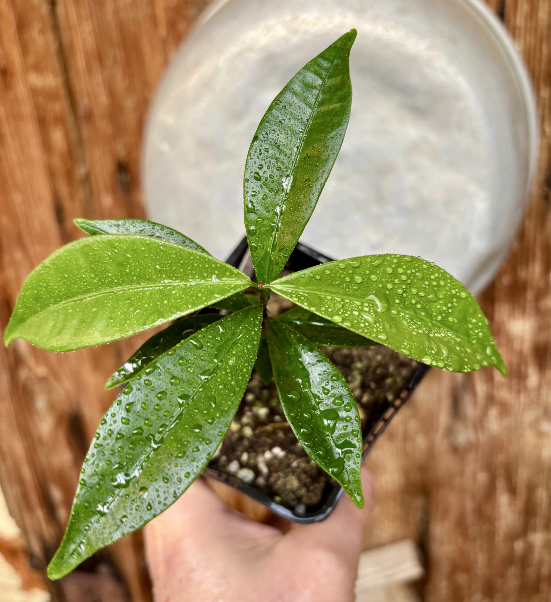 Baguaçu (Eugenia astringens) - 1 potted plant / 1 getopfte Pflanze
