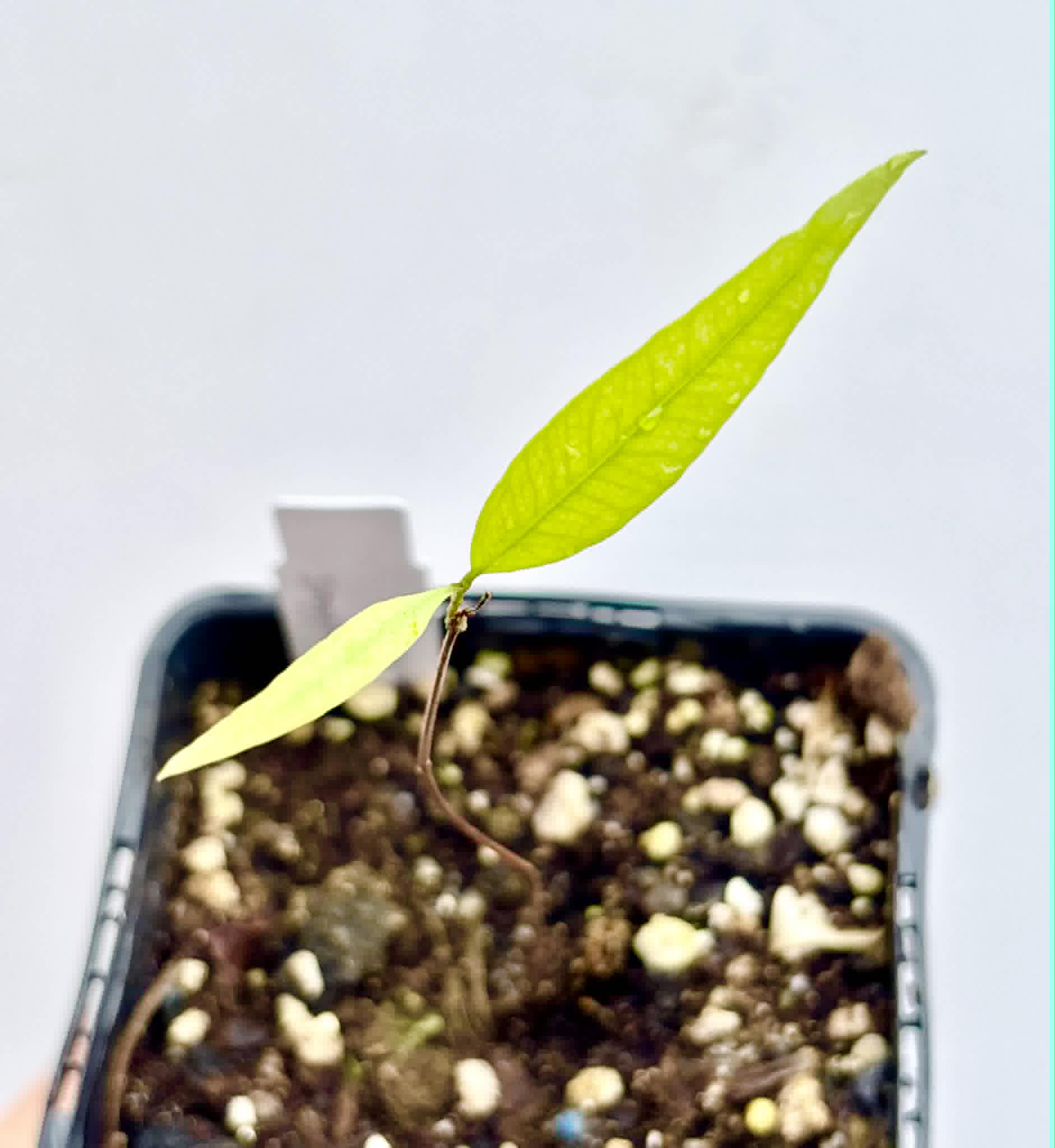 Neomitranthes sp Rubi - 1 potted seedling / 1 getopfter Sämling