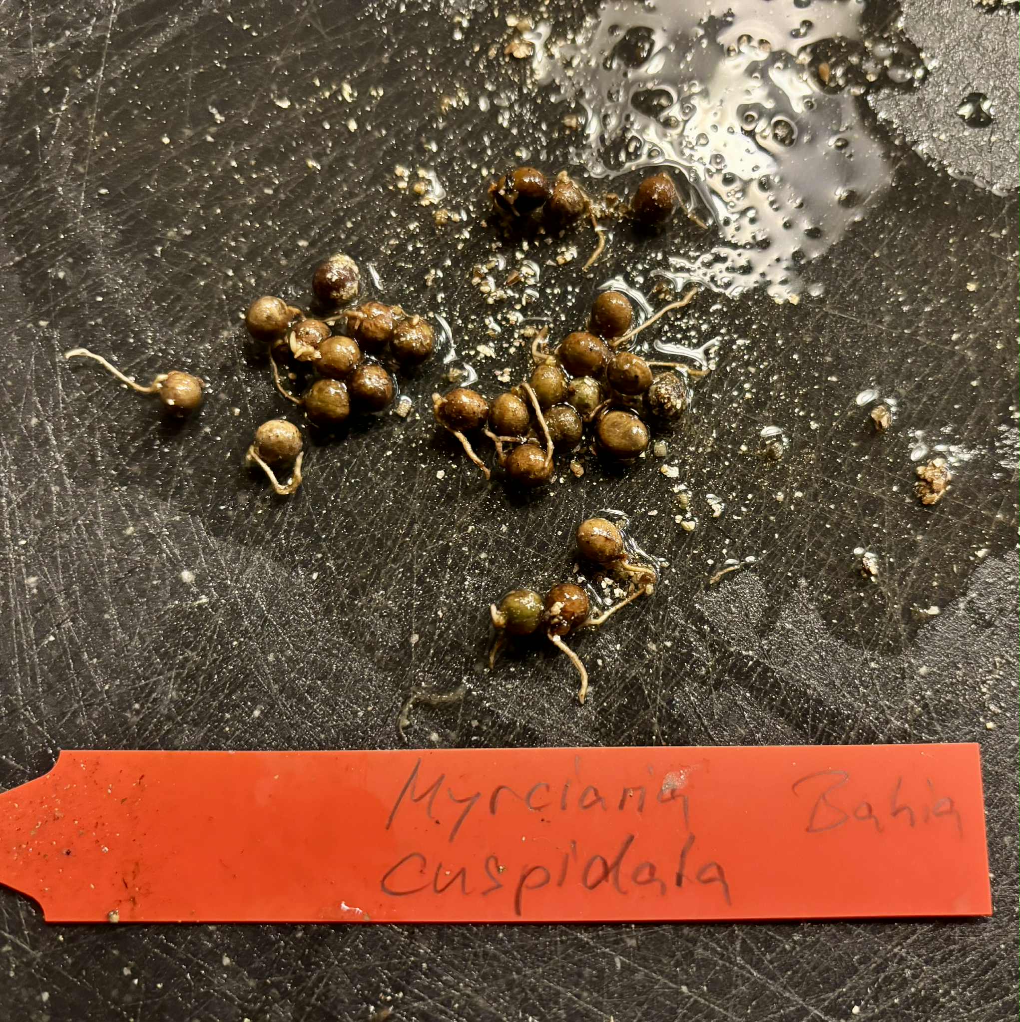 Myrciaria cuspidata var. Bahia - 1 germinated seed / 1 gekeimter Samen