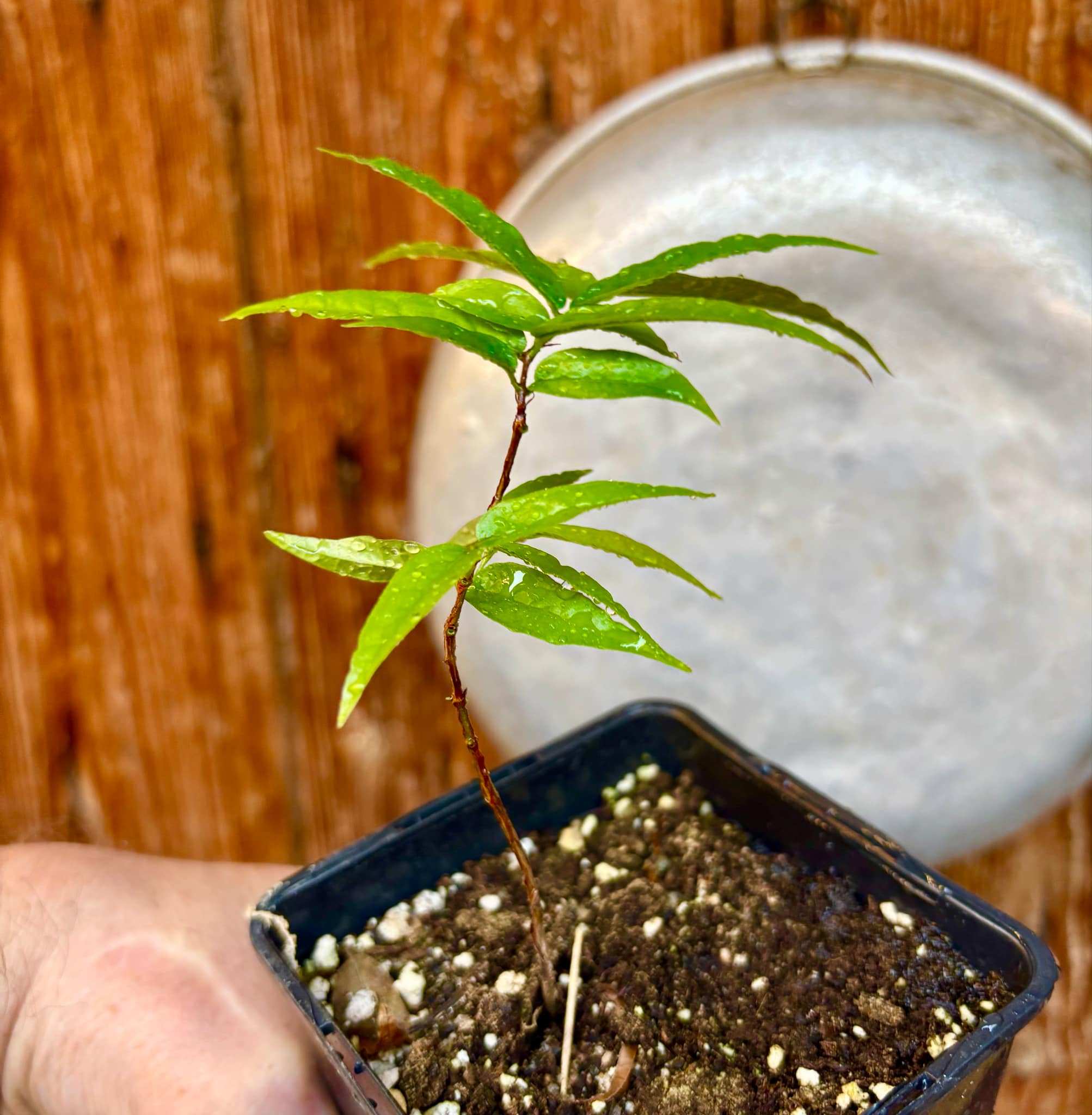 Plinia spiritosantensis var. Mucuri Velvet - 1 potted plant/ 1 getopfte Pflanze