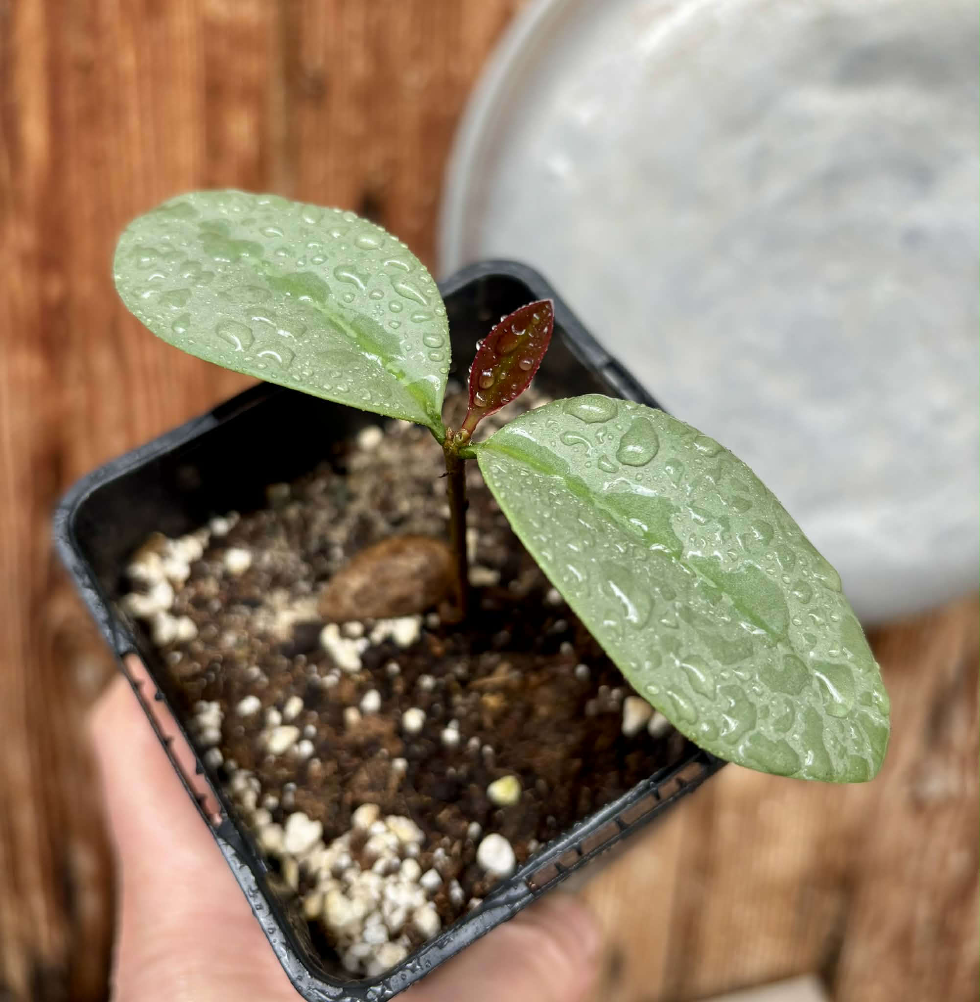 Eugenia sp Unana -  1 potted seedling / 1 getopfter Sämling