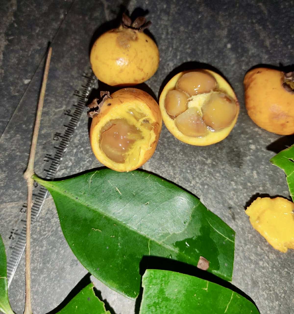 Mouriri sp doramela - 1 germinated seed / 1 gekeimter Samen