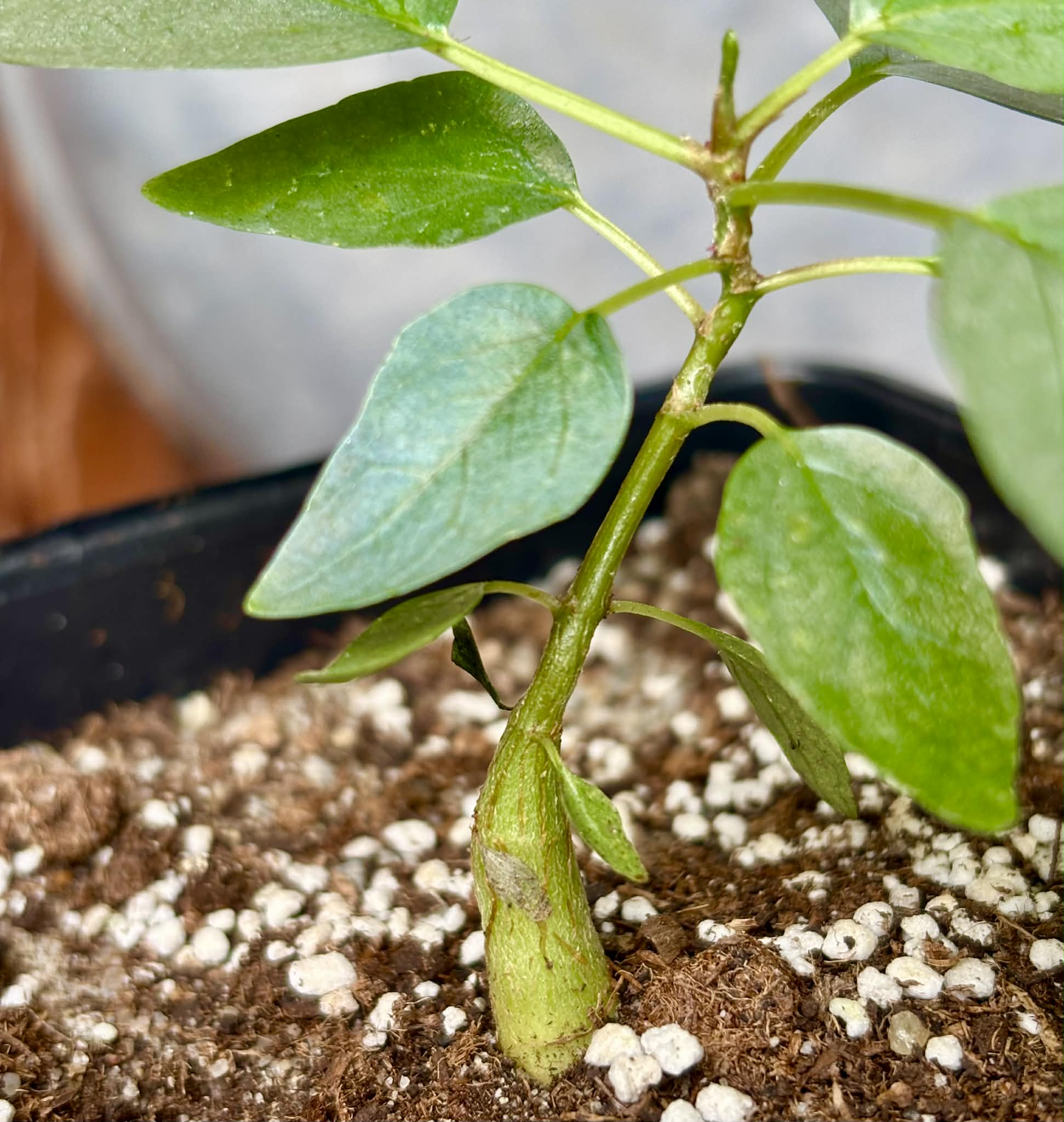 Ficus petiolaris - 1 potted seedling / 1 getopfter Sämling