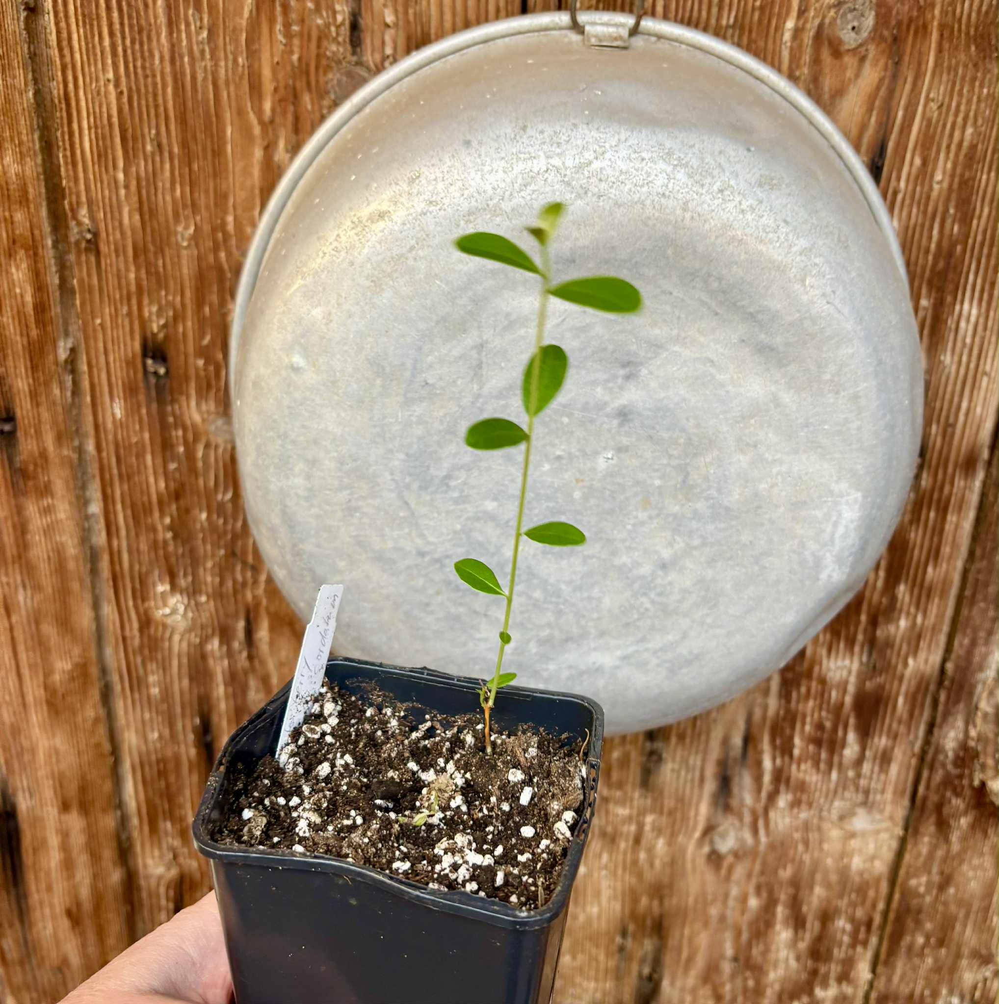 Syzygium cordatum - Water berry - 1 potted seedling / 1 getopfter Sämling